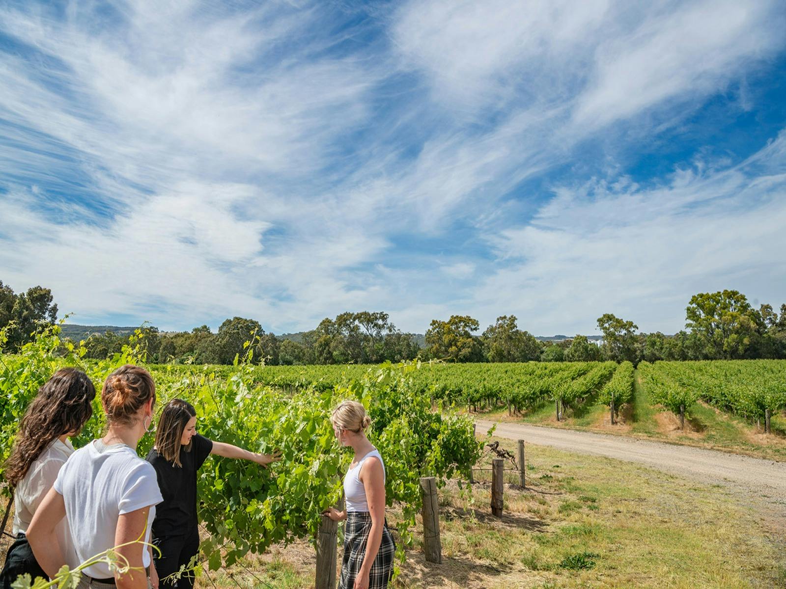 guided wine tour through vineyards