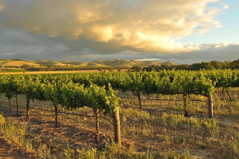 Barossa Valley Winery Day Tour