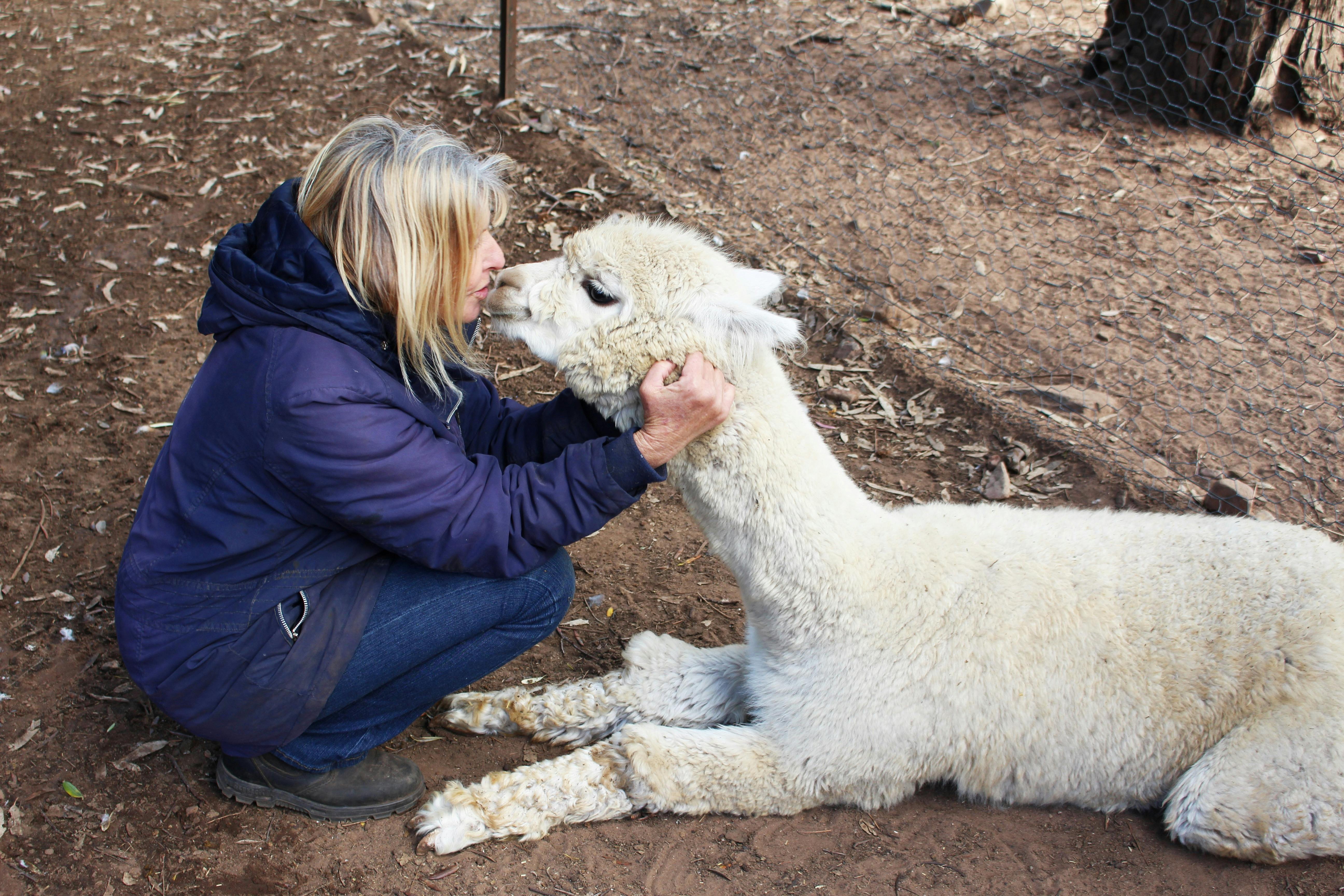 昆比公园的羊驼