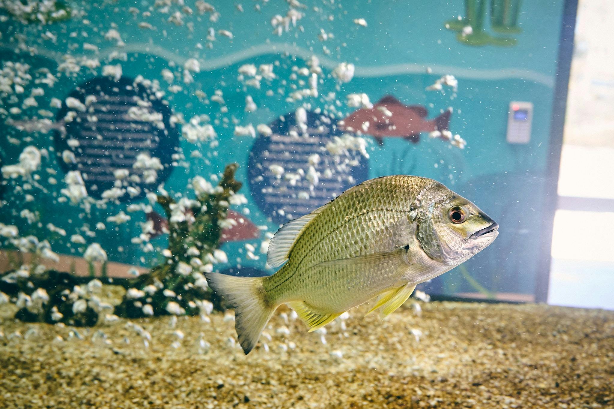 Aquauculture Gladstone - Aquarium