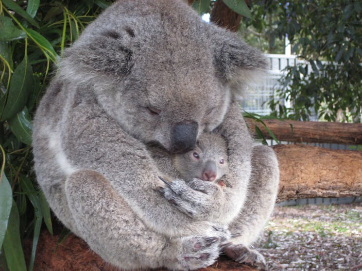 Bonny and her joey at Port Macquarie Koala Hospital