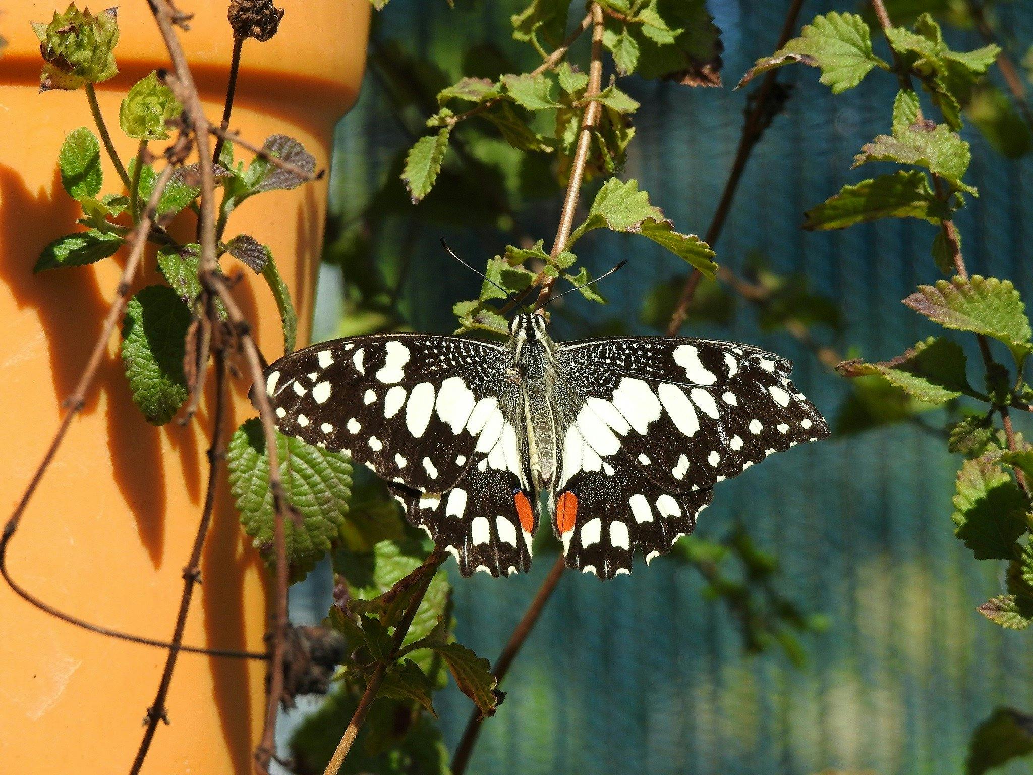 A stunning butterfly - the Chequered Swallowtail - in his black and white with a dash of orange.