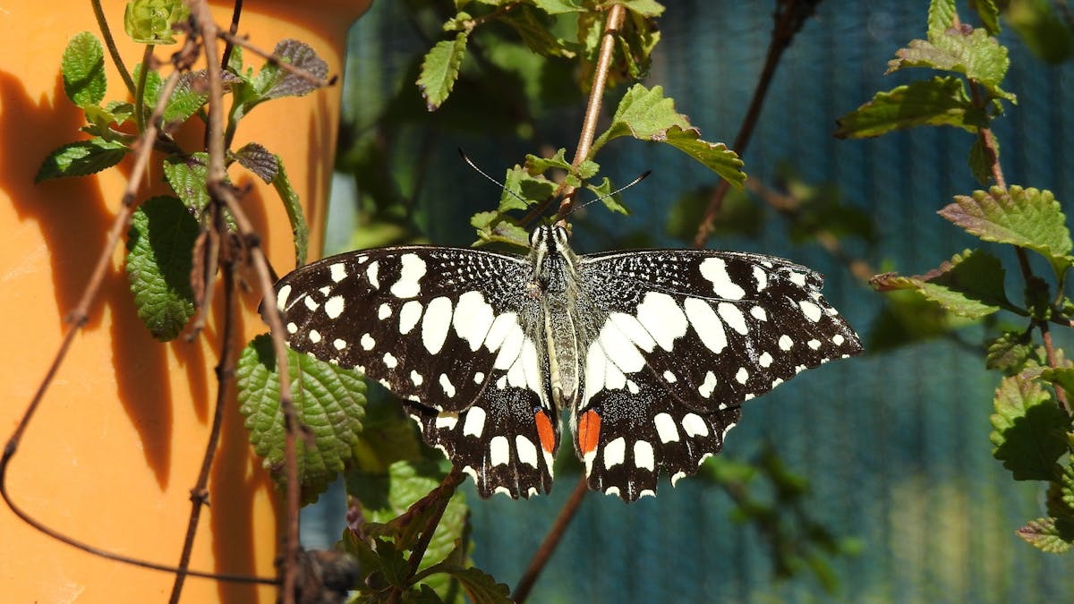 A stunning butterfly - the Chequered Swallowtail - in his black and white with a dash of orange.