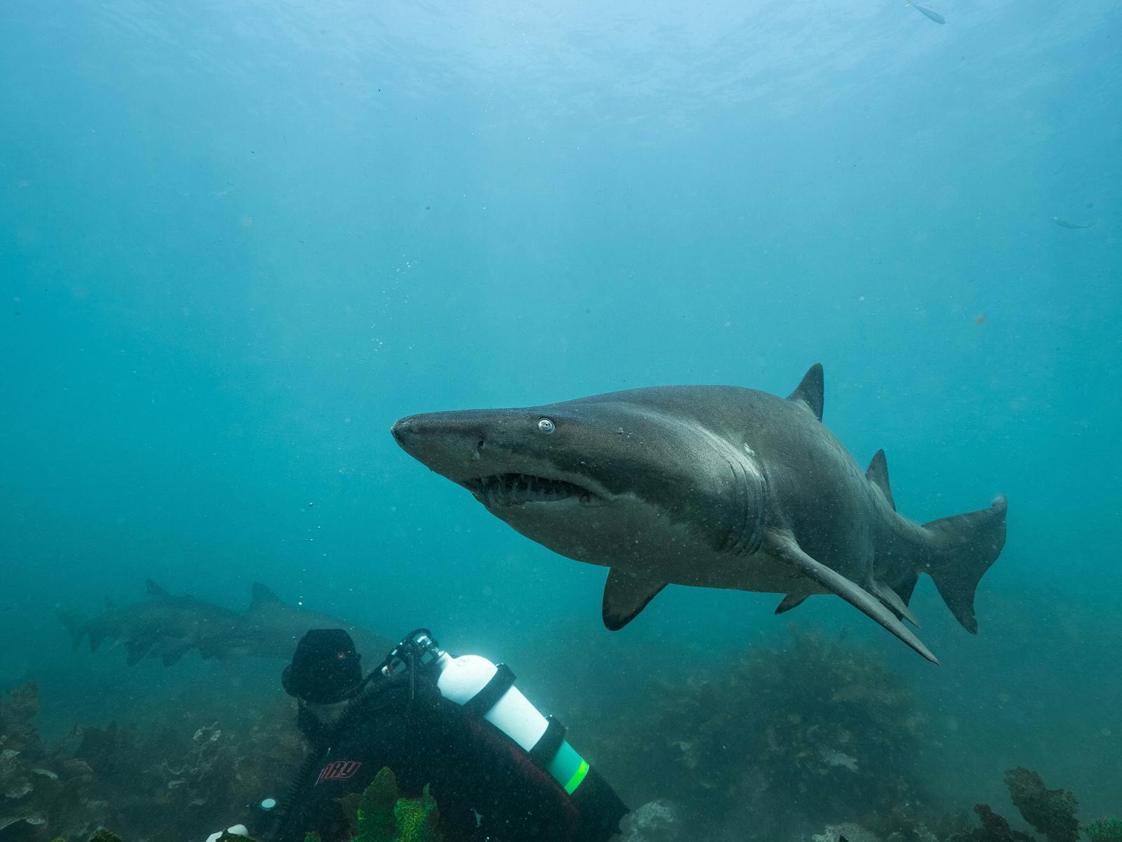 scuba diving with Woebegone in Jervis bay with Grey Nurse Sharks