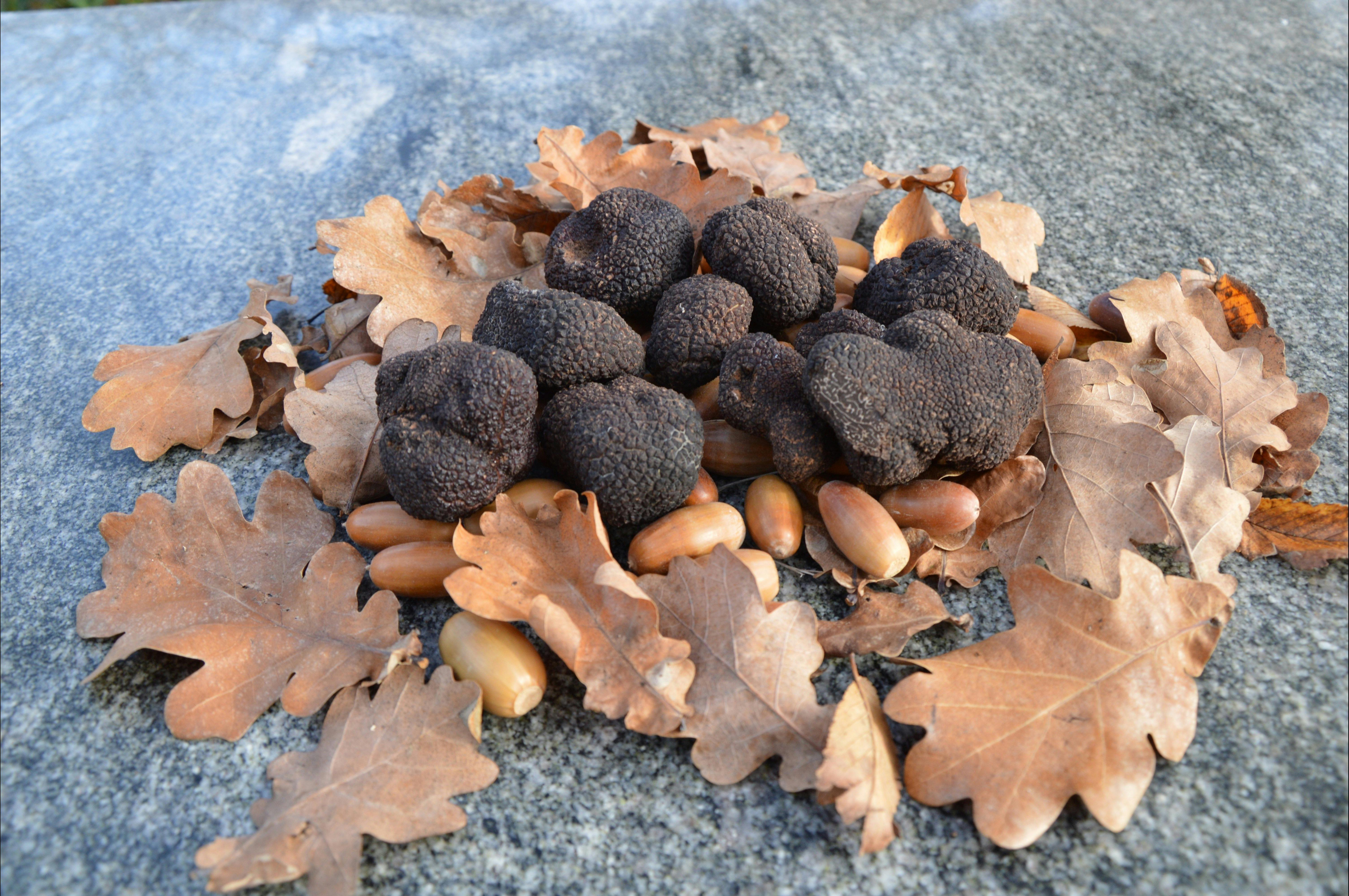 Truffles from TurallaTruffles