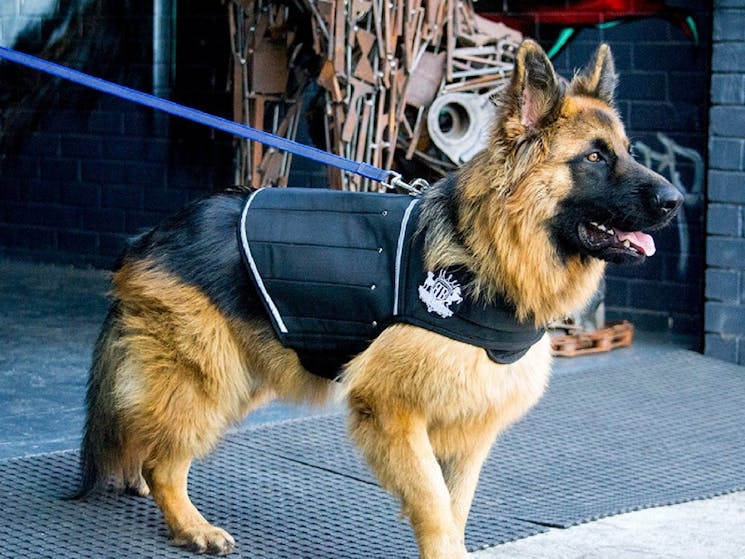 Dog wearing Rogue Royalty Premium Grade Harness