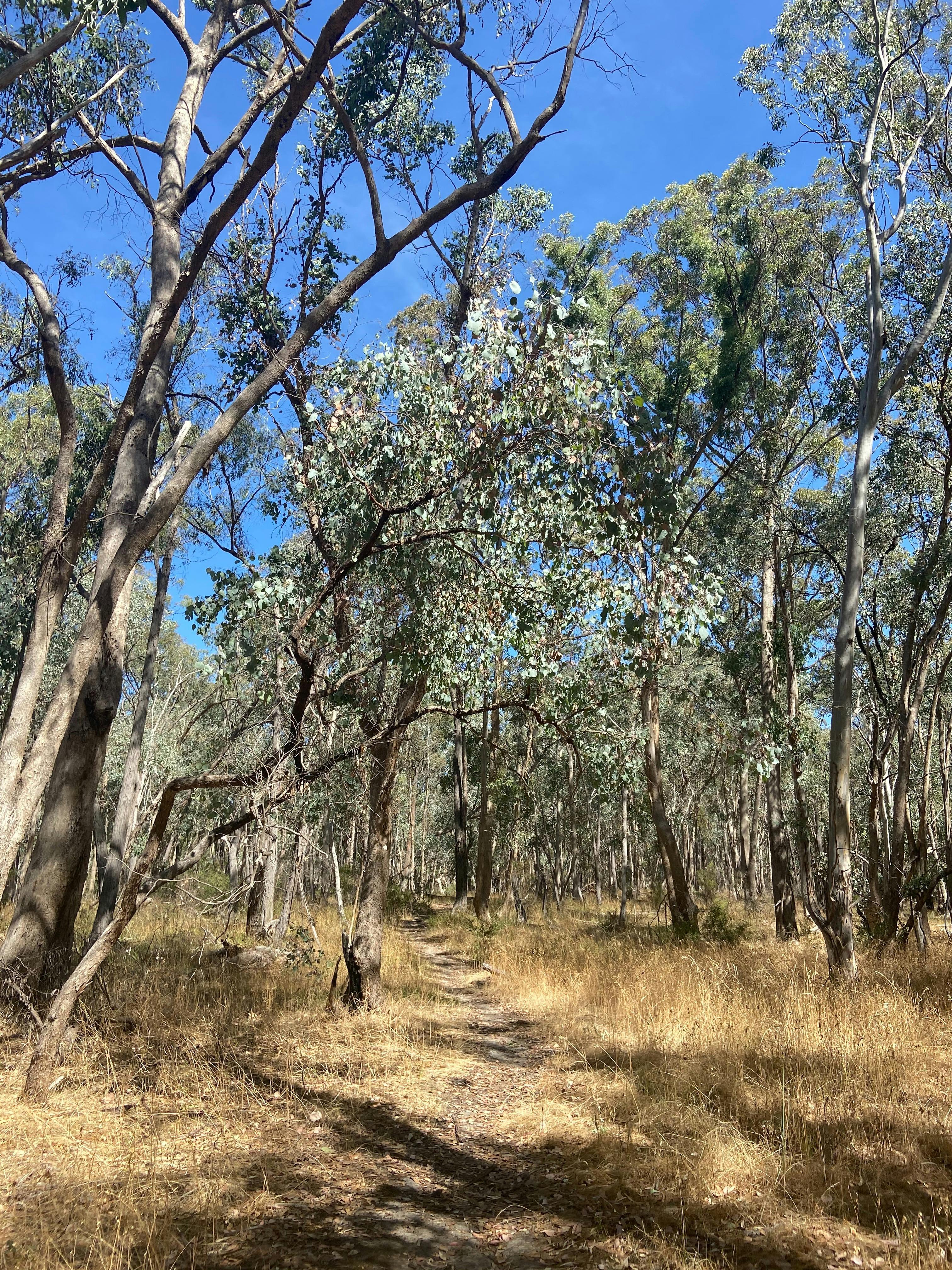 McKenzie Flora Reserve