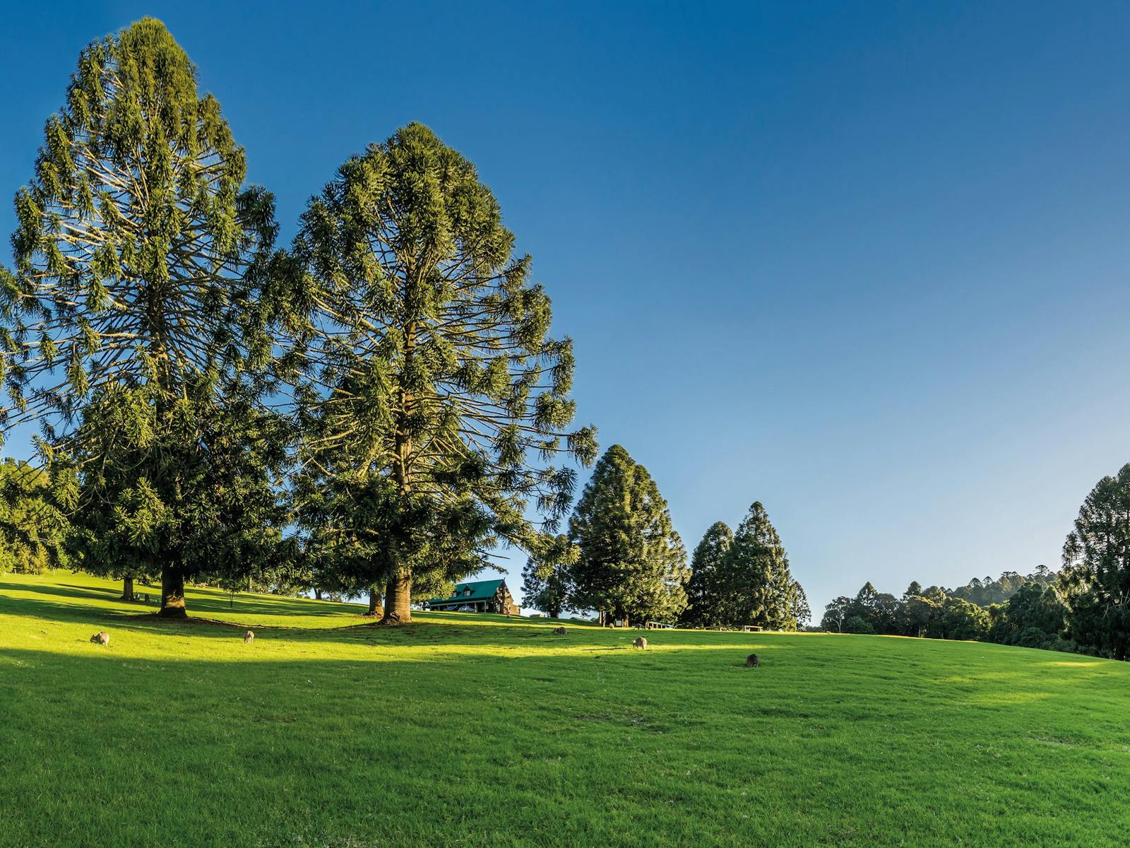 Bunya Mountains