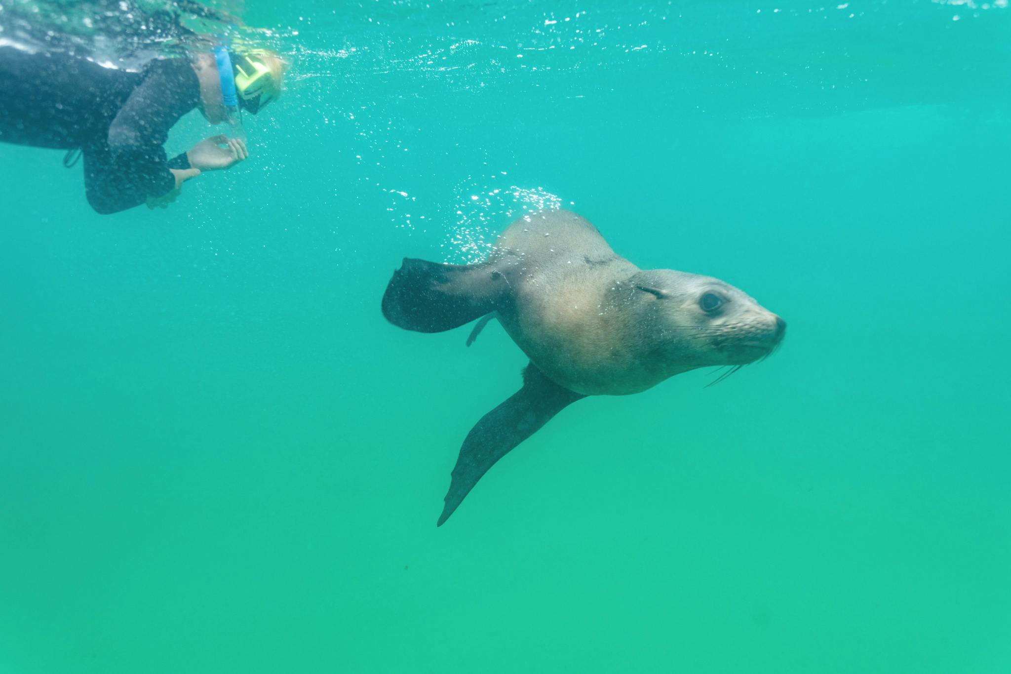 swimmer in the water with fur seal