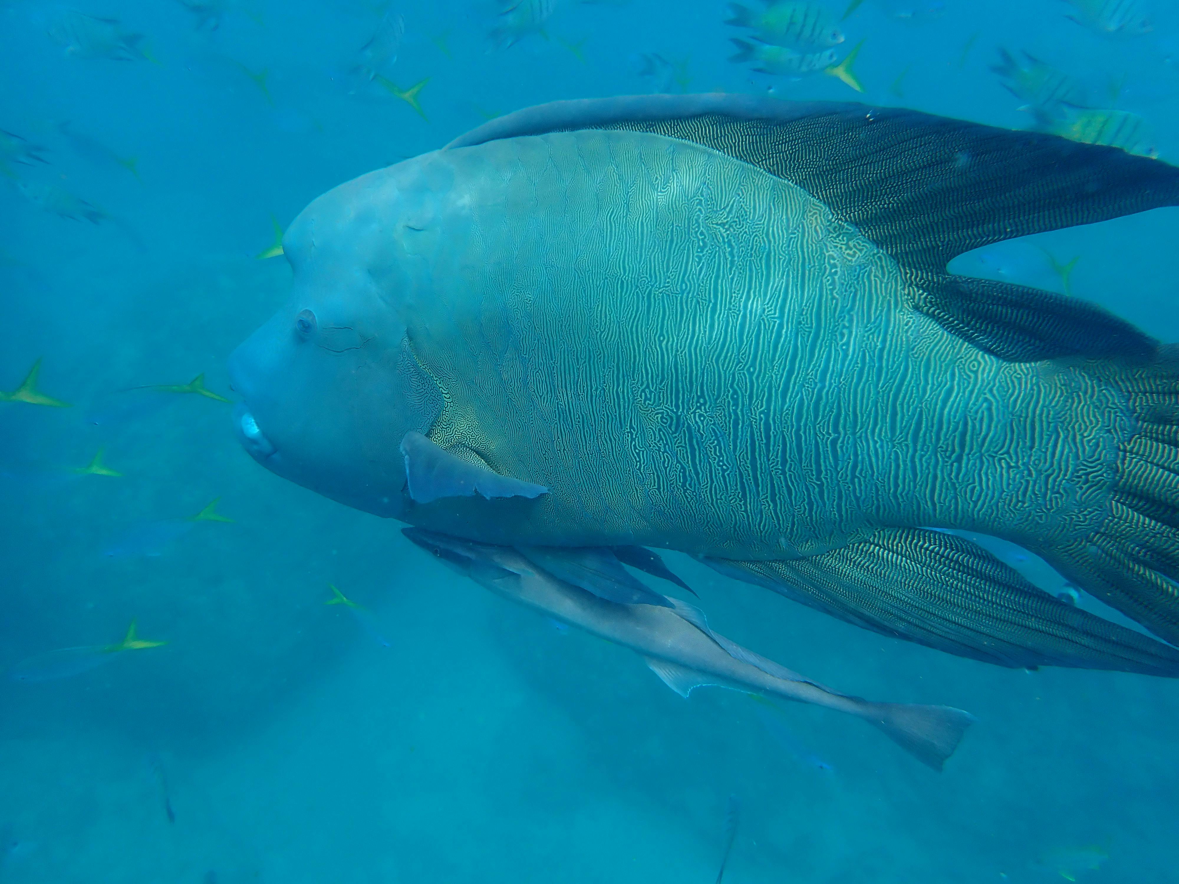 Just one of the many friendly fish in the Whitsunday's .