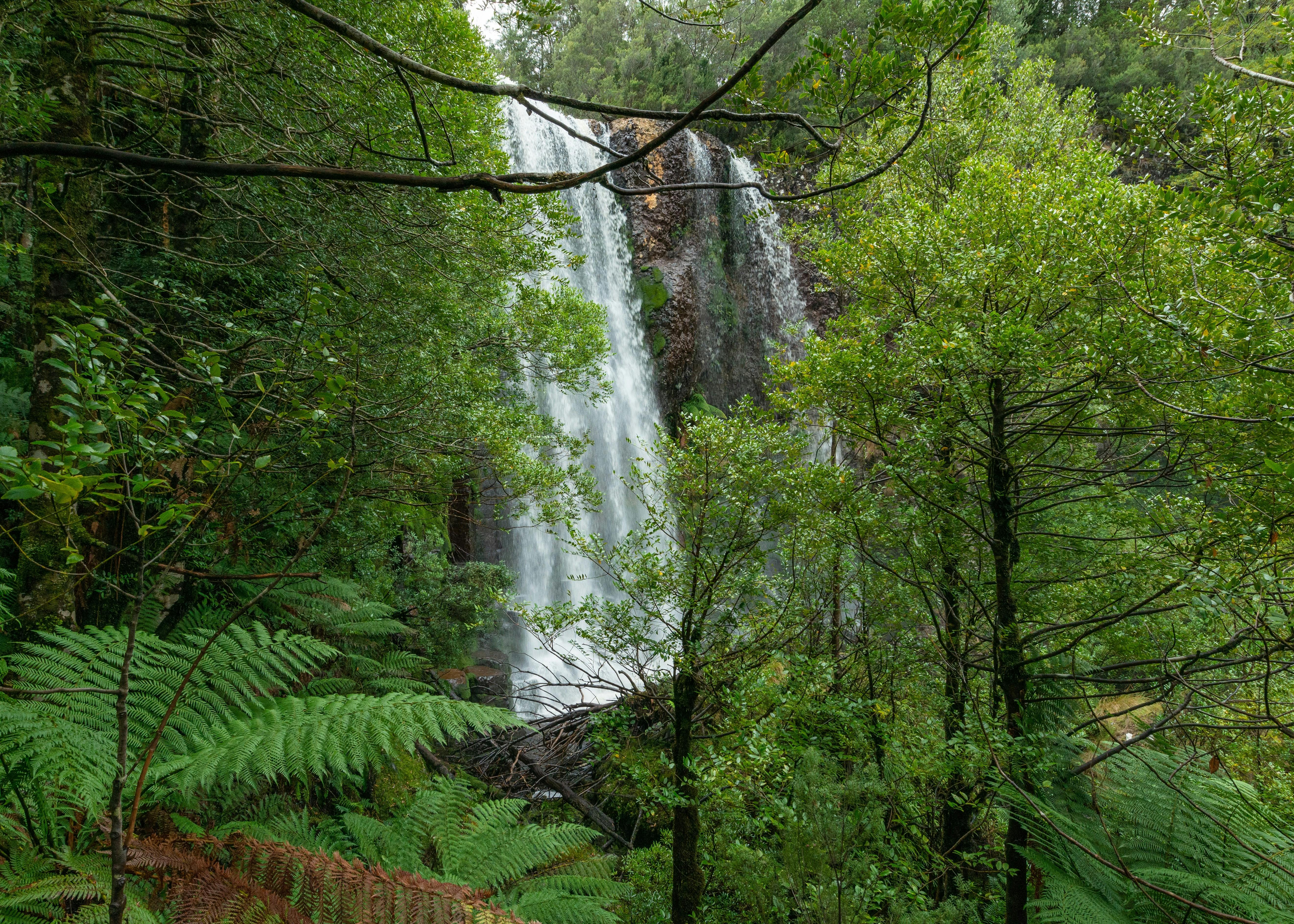 Tarkine Rainforest Expedition