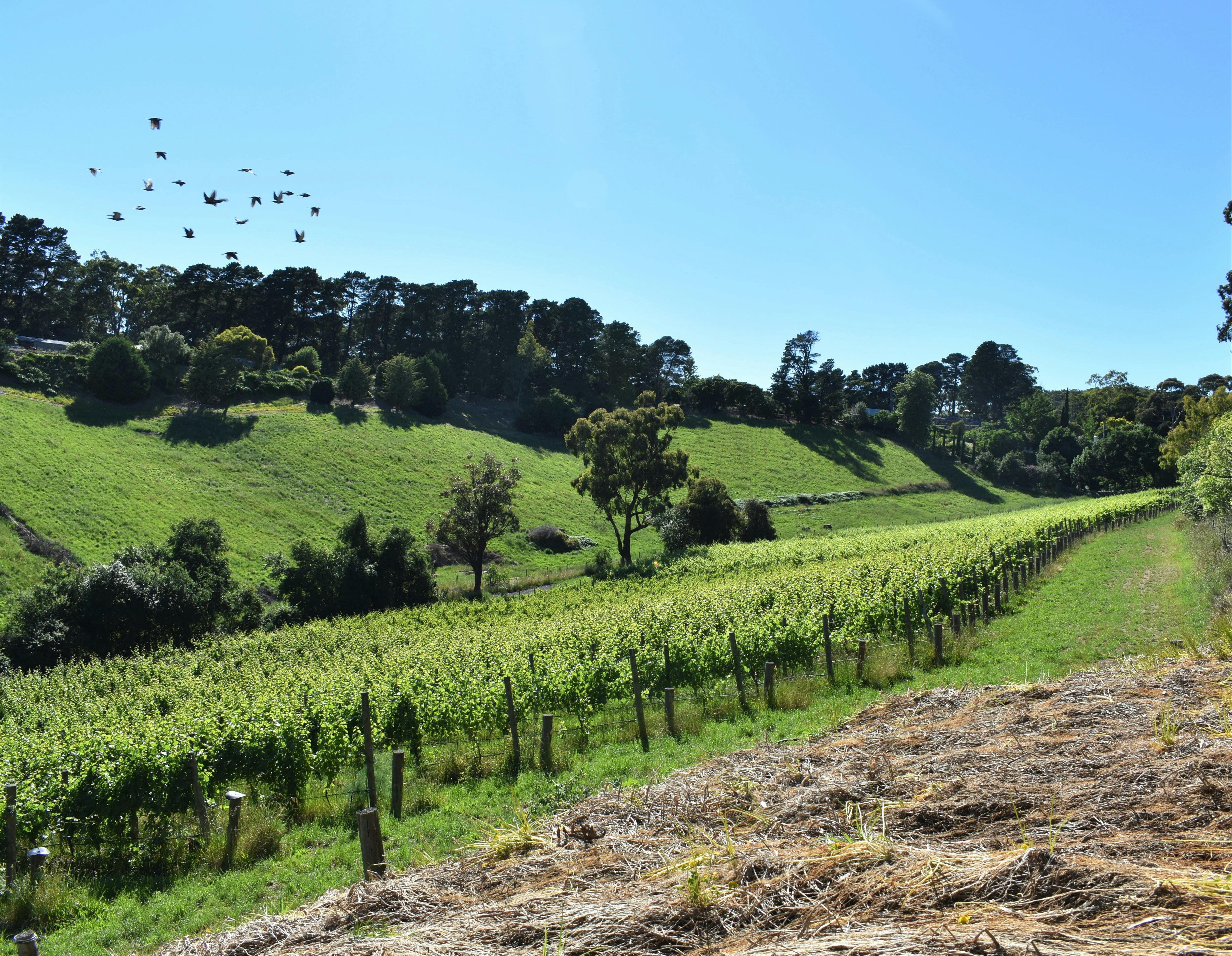 Ten Miles East Winery