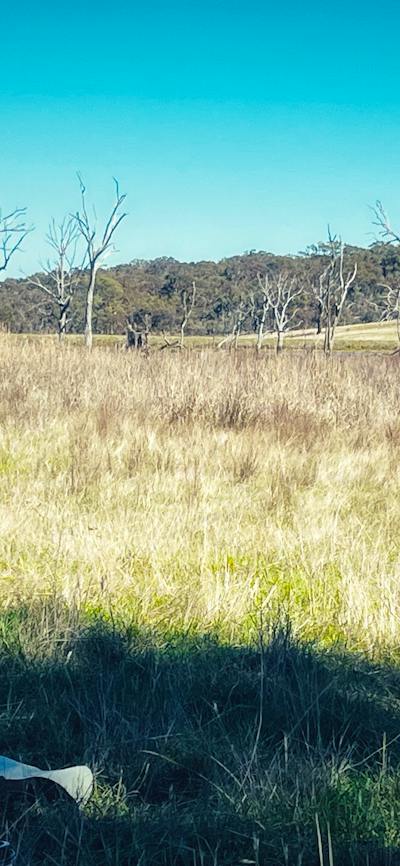 Woman sitting in grasslands looking out at gum trees and blue sky
