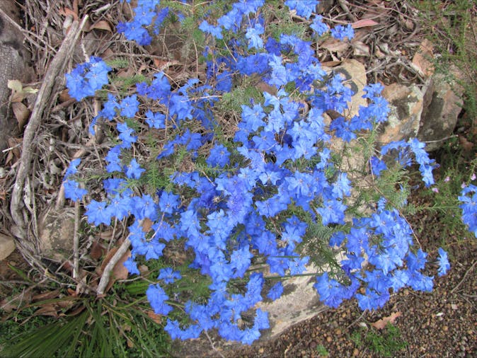 Stokes Bay Bush Garden