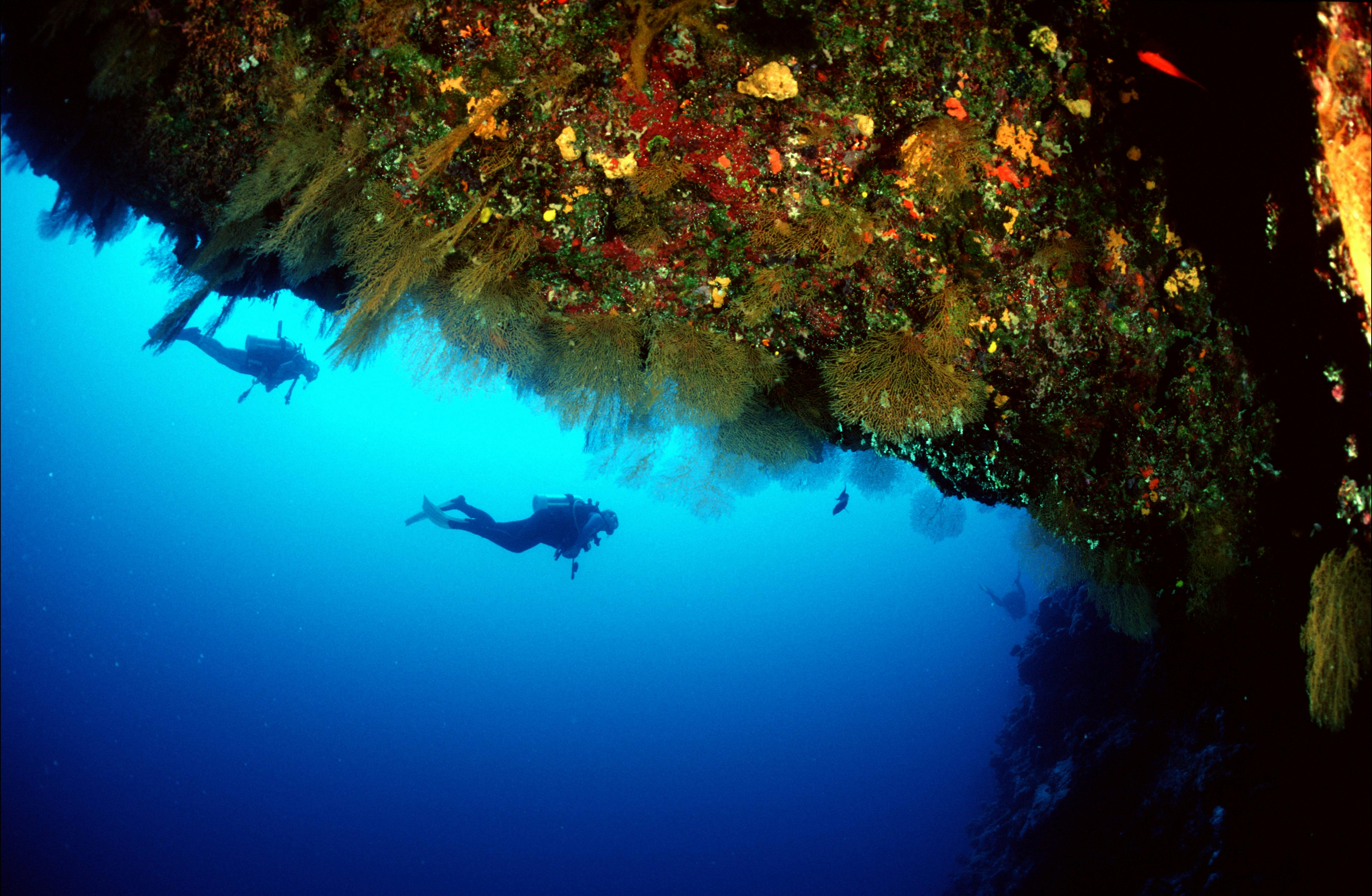 Wall diving Osprey Reef