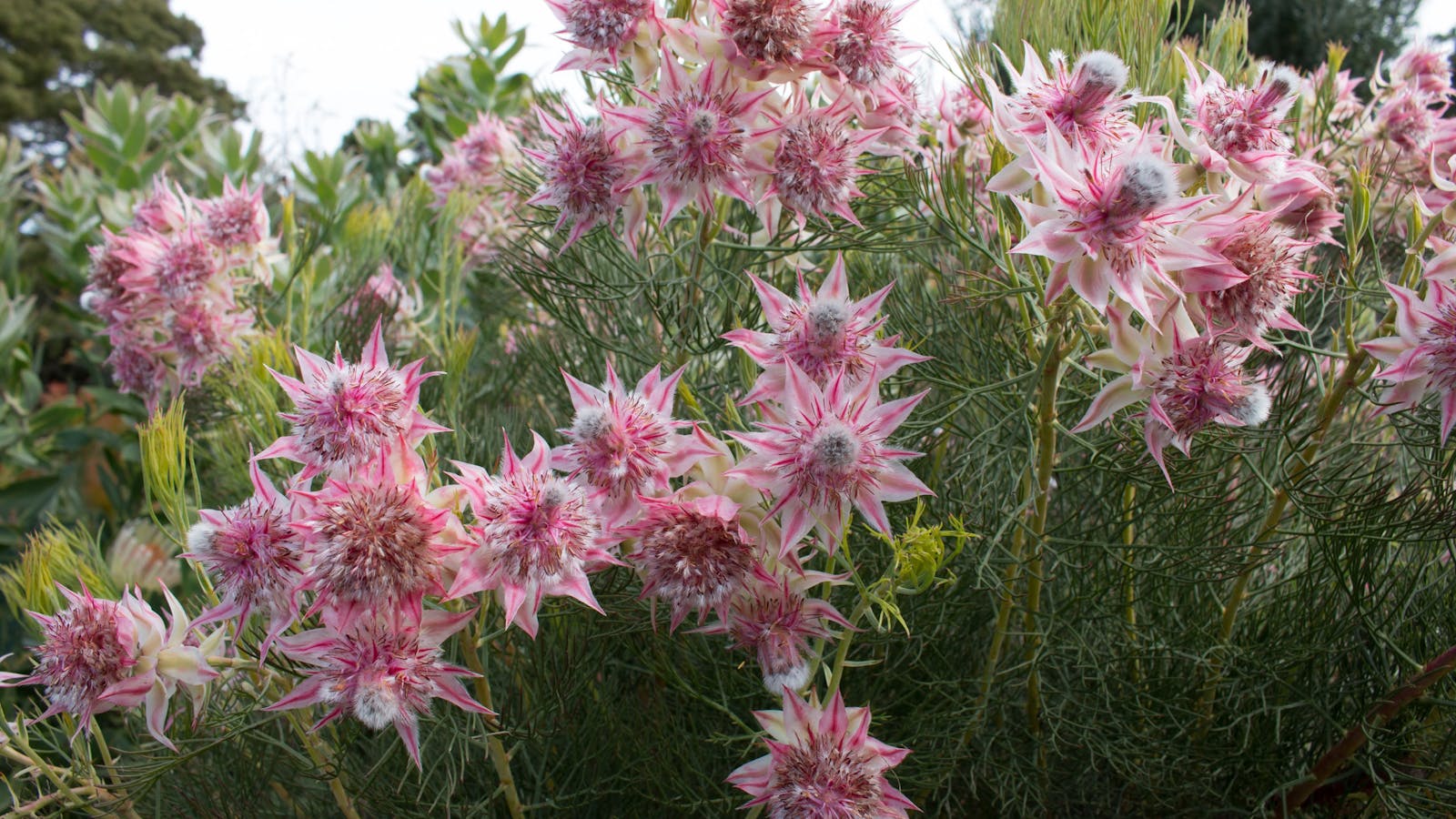 Inala Jurassic Garden