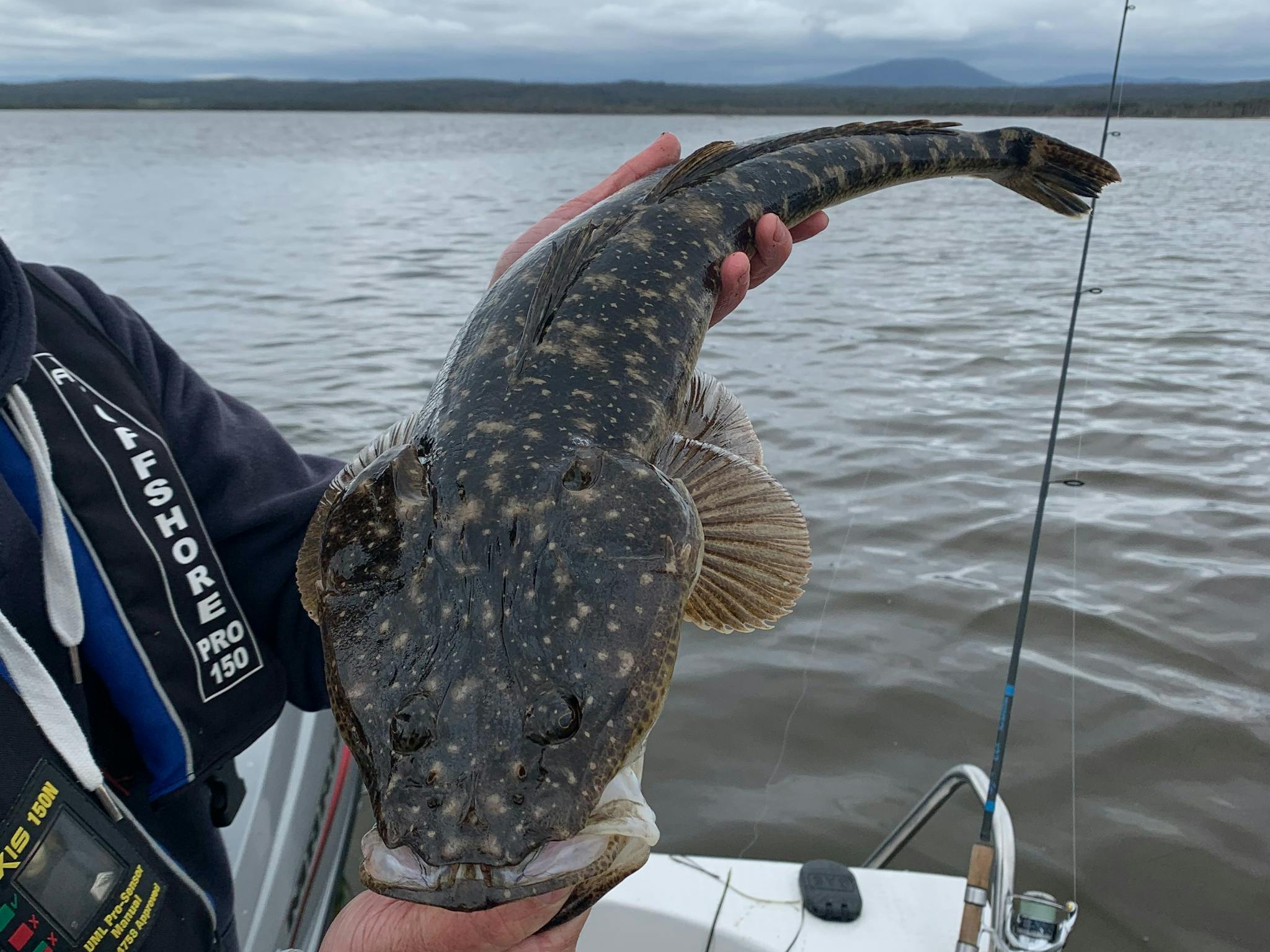 Dusky Flathead