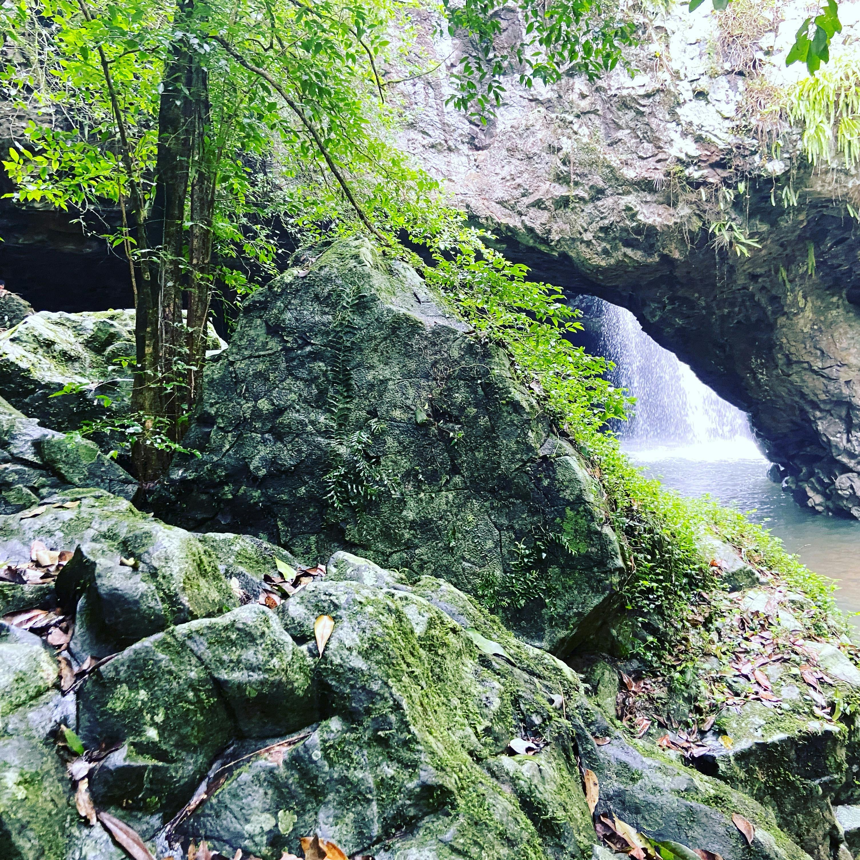 Springbrook and Tamborine Adventure