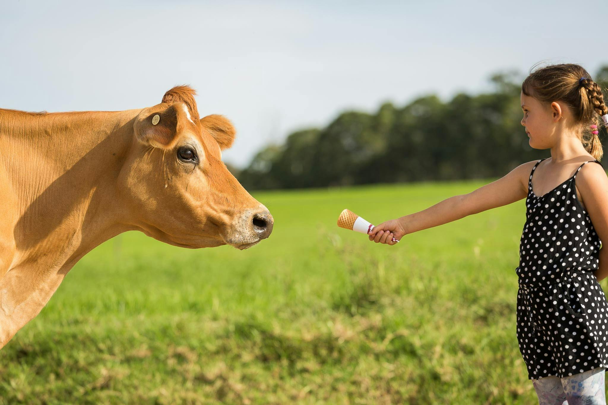 上午10点和下午4点免费喂小牛