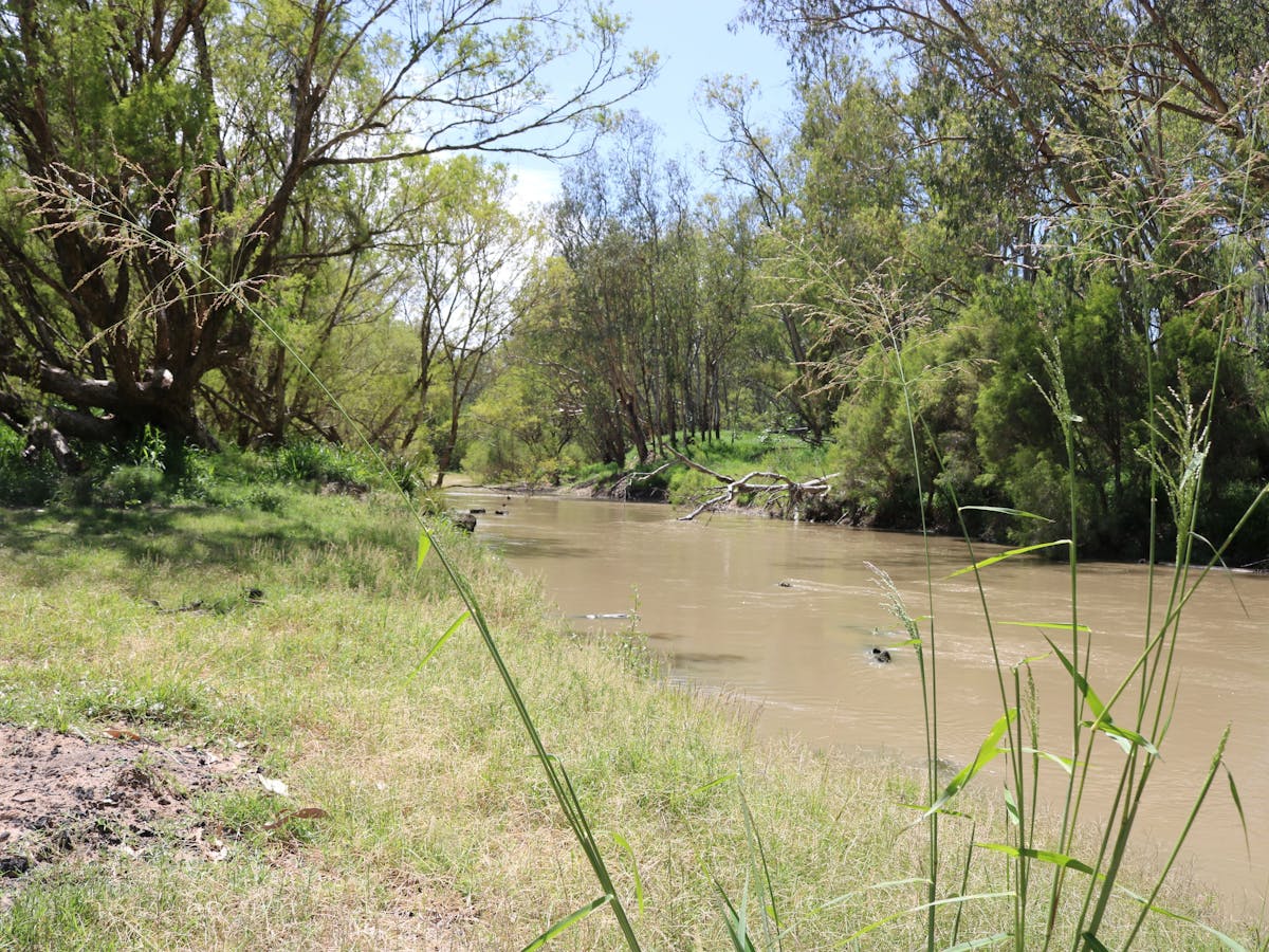 Yellowbank Reserve river