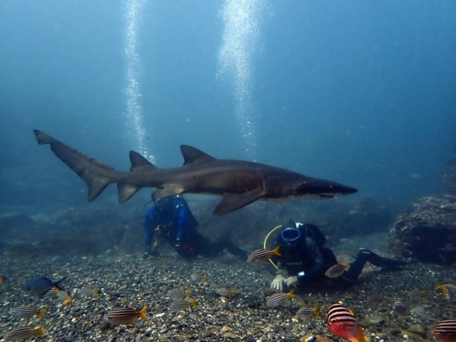 Morning Double Dive - Scuba