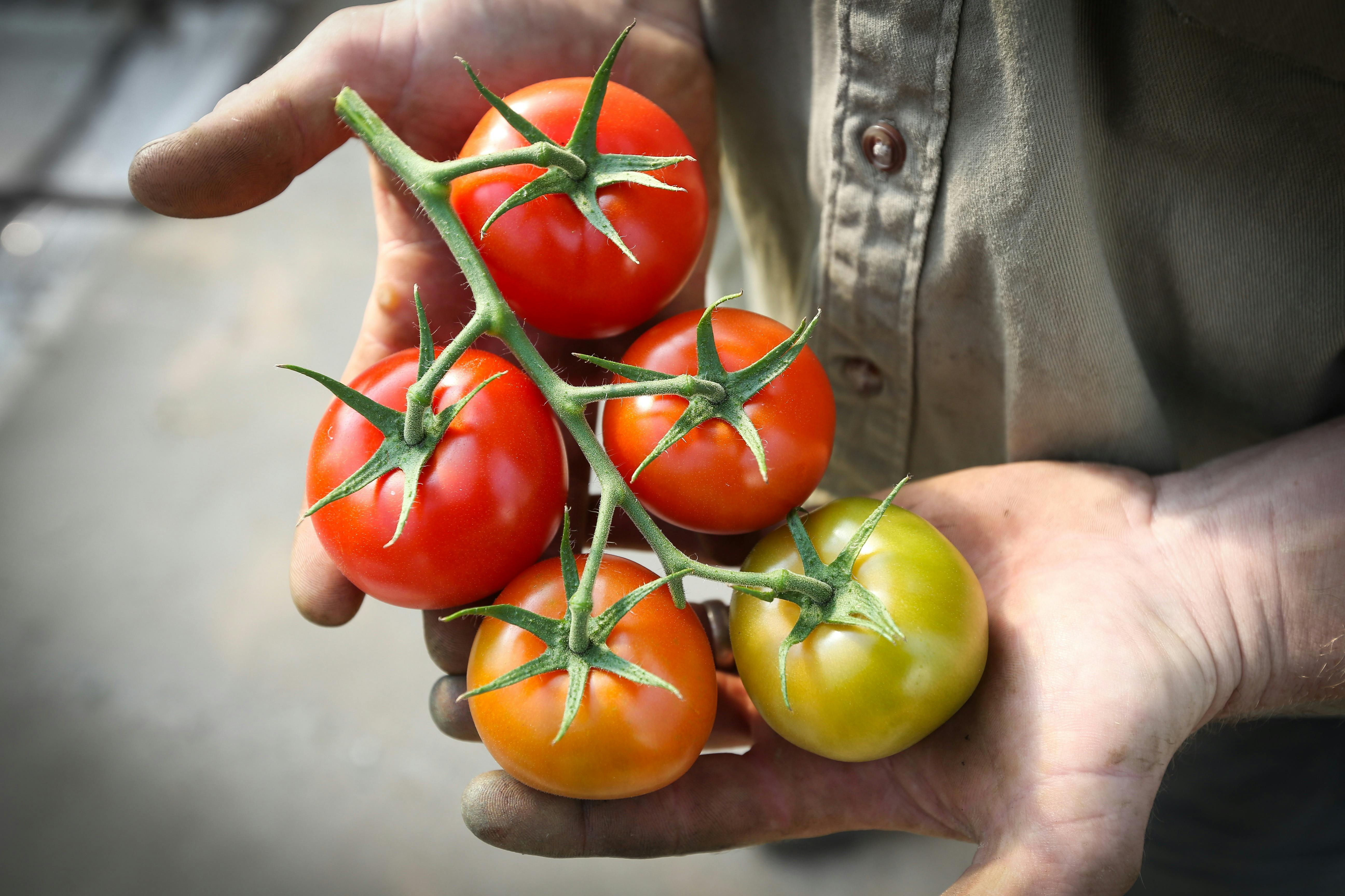 Ricardoes' outstanding tomato varieties: consistent winners Best Tomatoes Sydney Royal Easter Show
