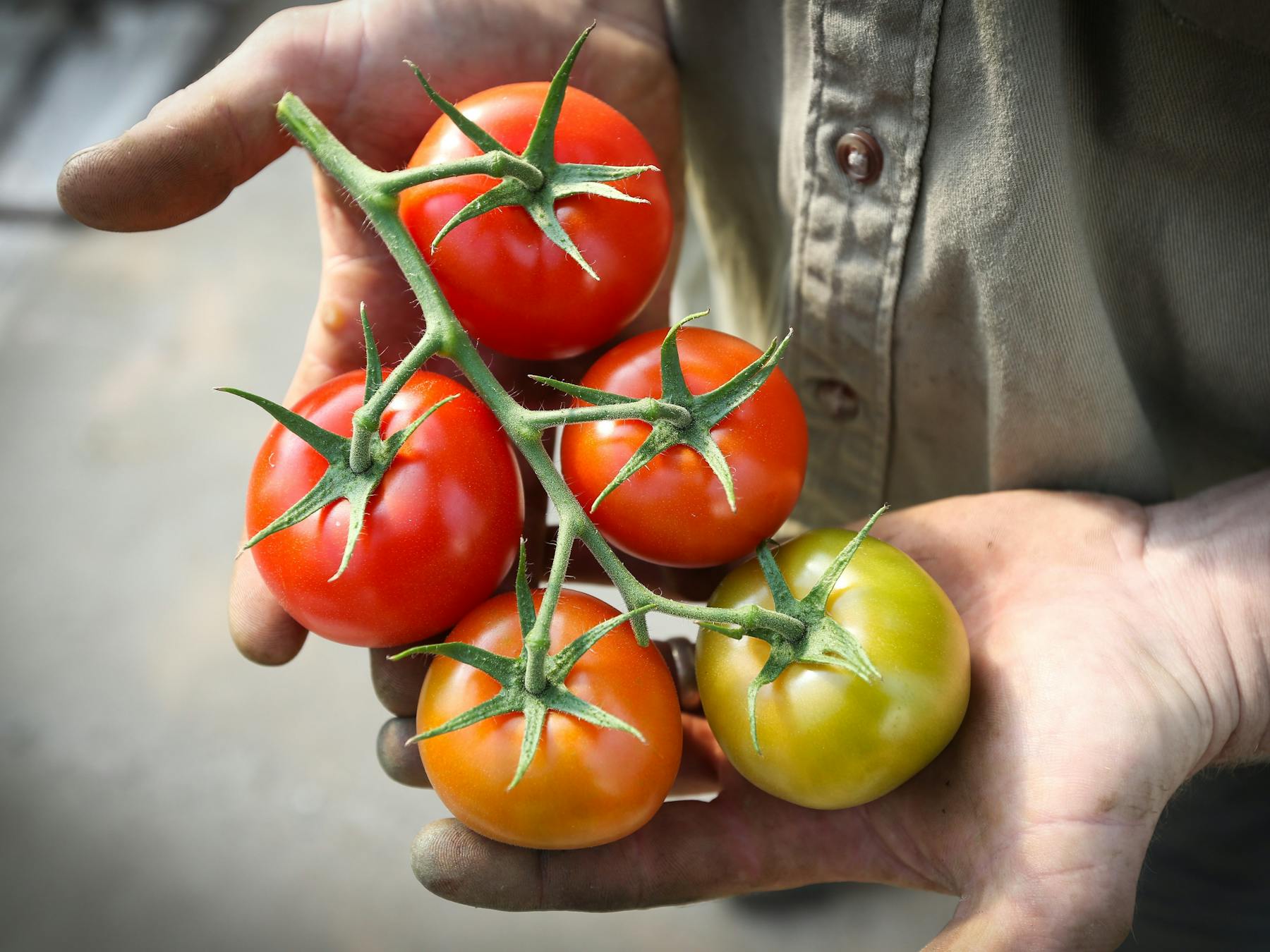 Ricardoes' outstanding tomato varieties: consistent winners Best Tomatoes Sydney Royal Easter Show