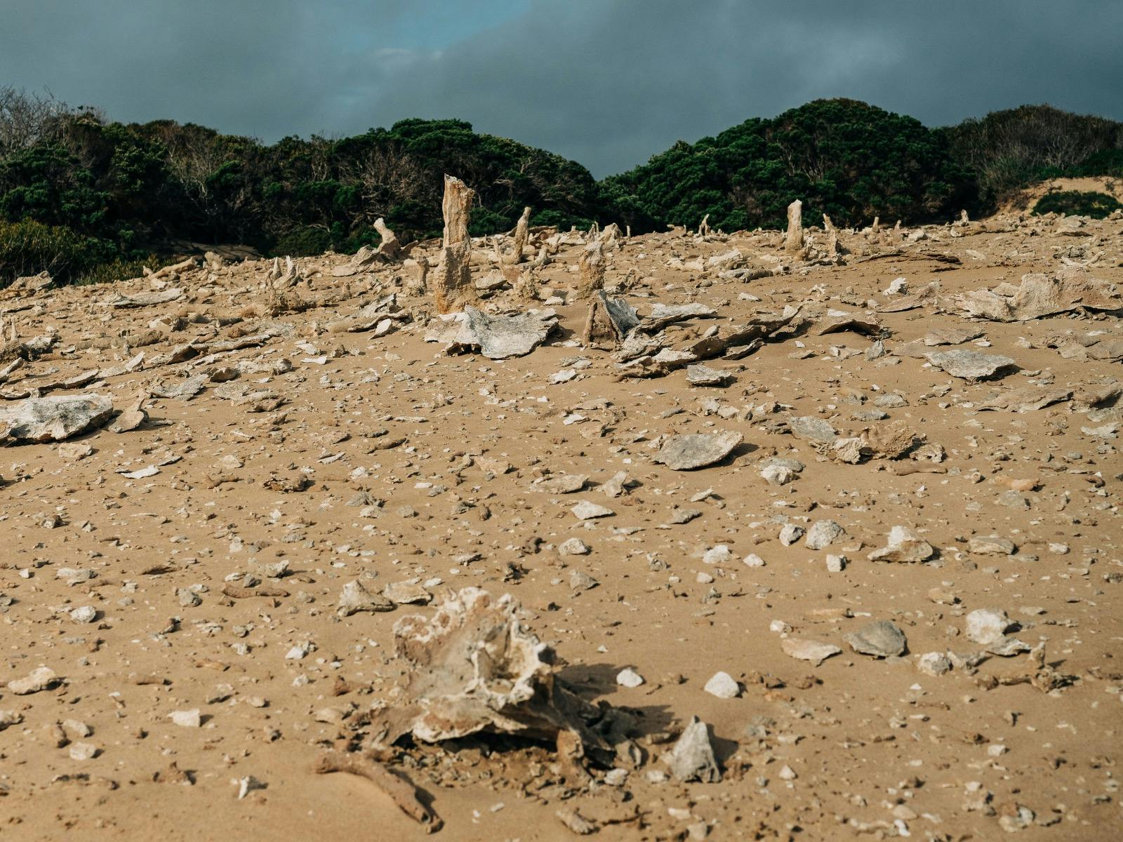 Calcified Forest Track, King Island