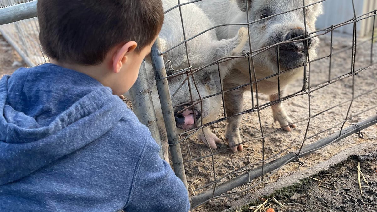 Animal Feeding