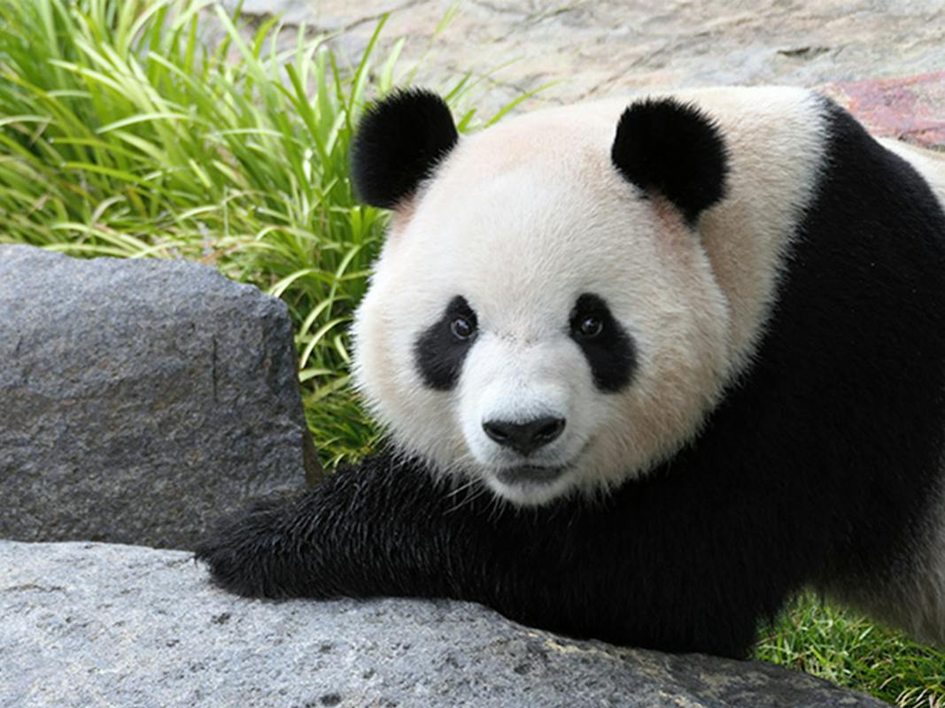 Xing Qiu, Adelaide Zoo Giant Panda