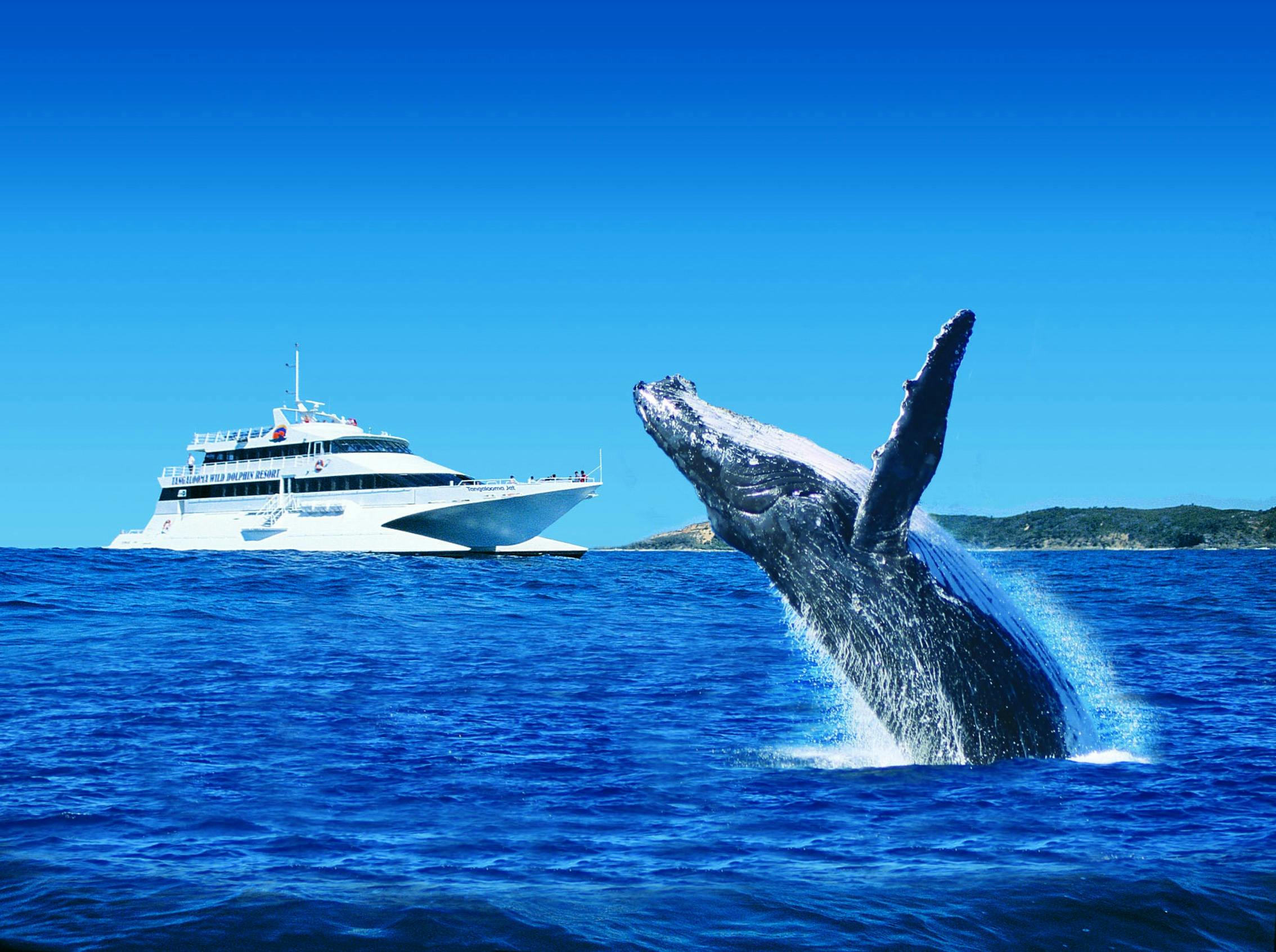 Tangalooma Whale Watching