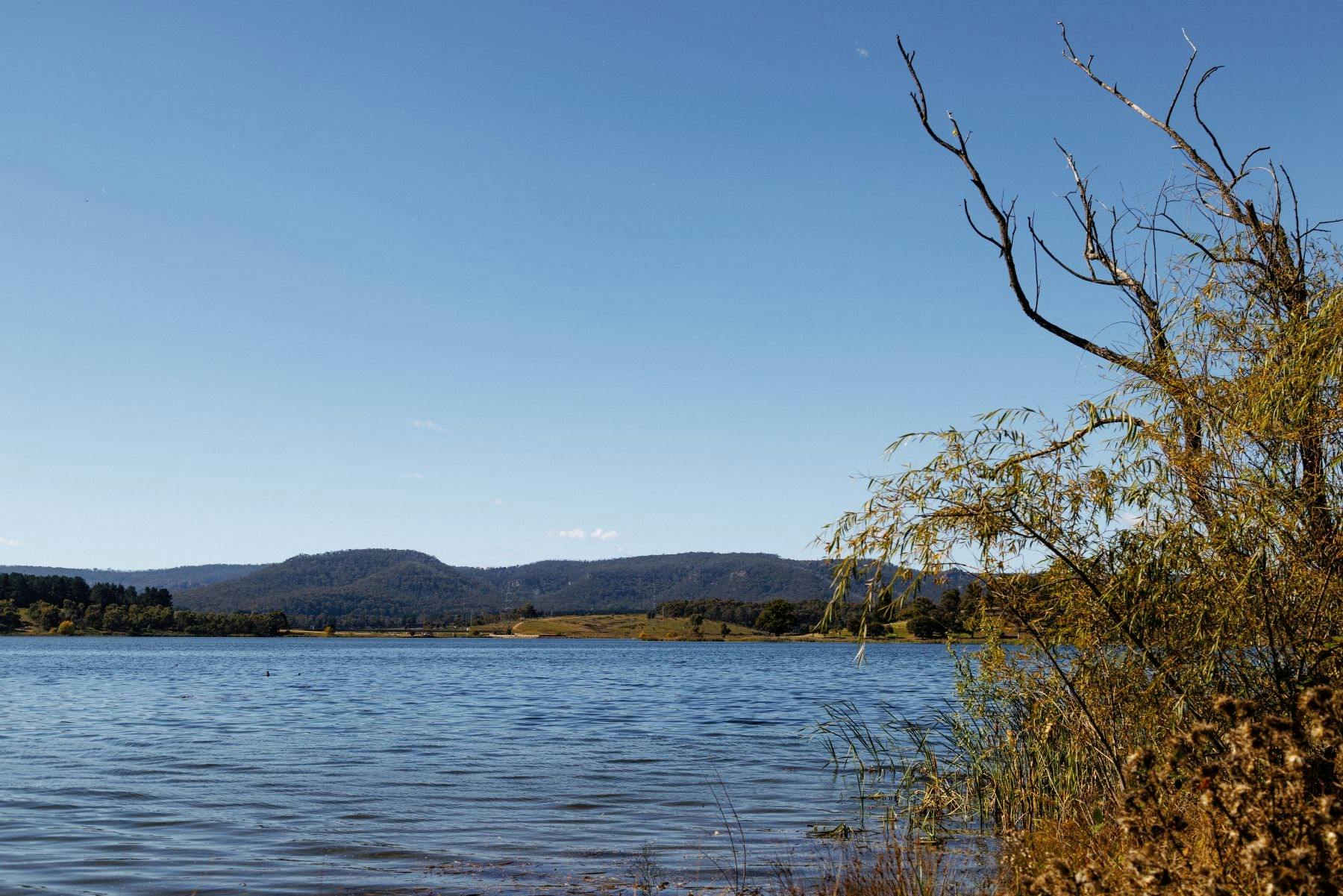 View over the water of Lake Wallace with some branches of a tree and wooded hills in the background.
