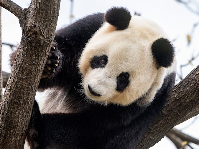 Larger than Life at Adelaide Zoo