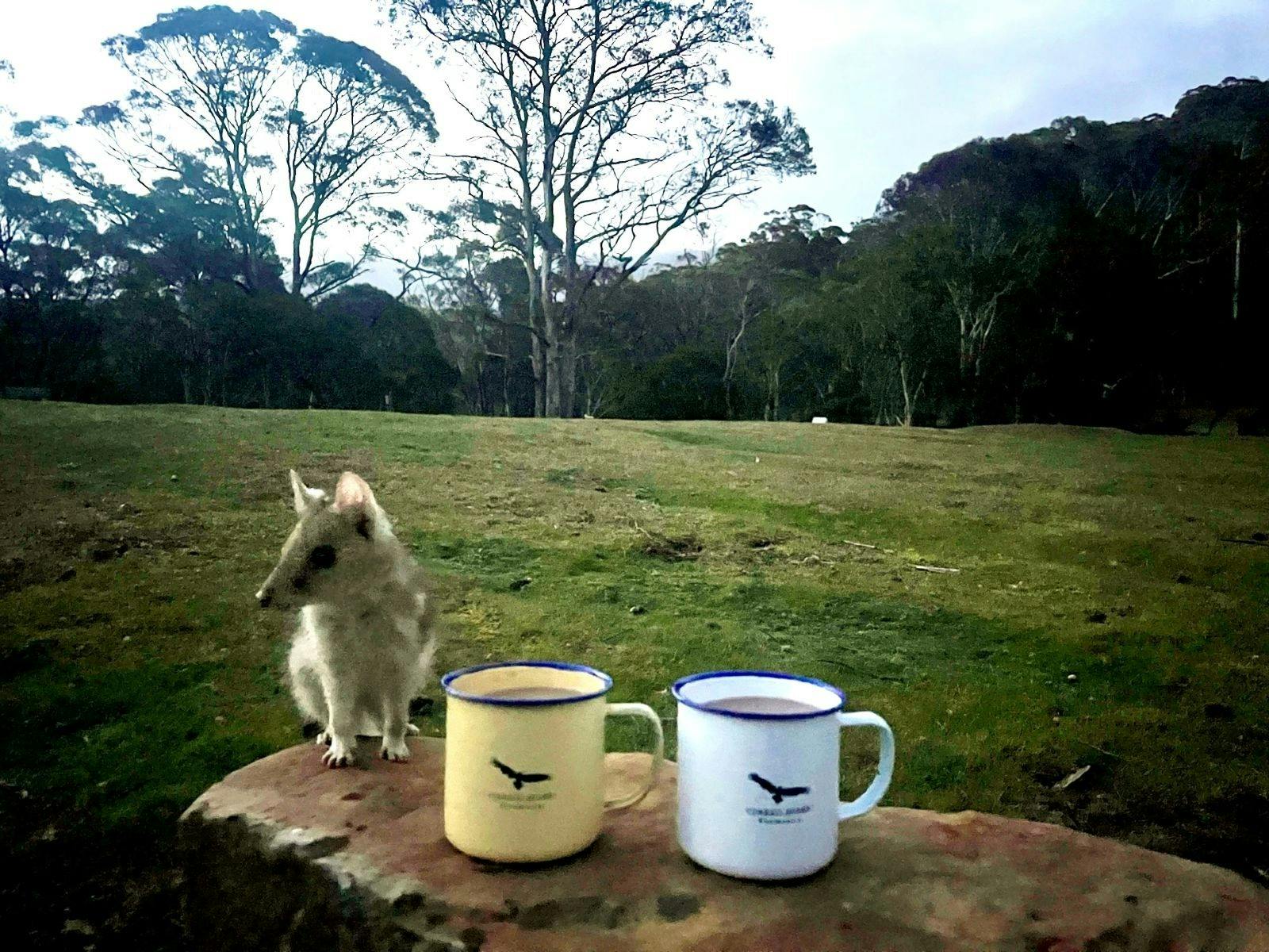 Campfire confessions of a wilderness walker image