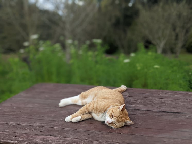 Handsome Hobbes the cat taking a nap