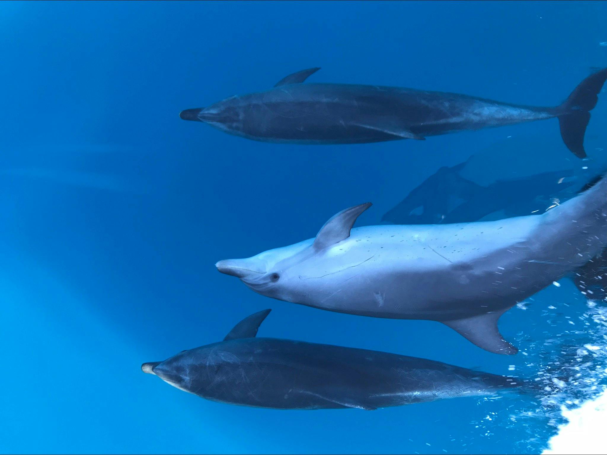 Bottle nose dolphins having their own fun on the bow of the boat