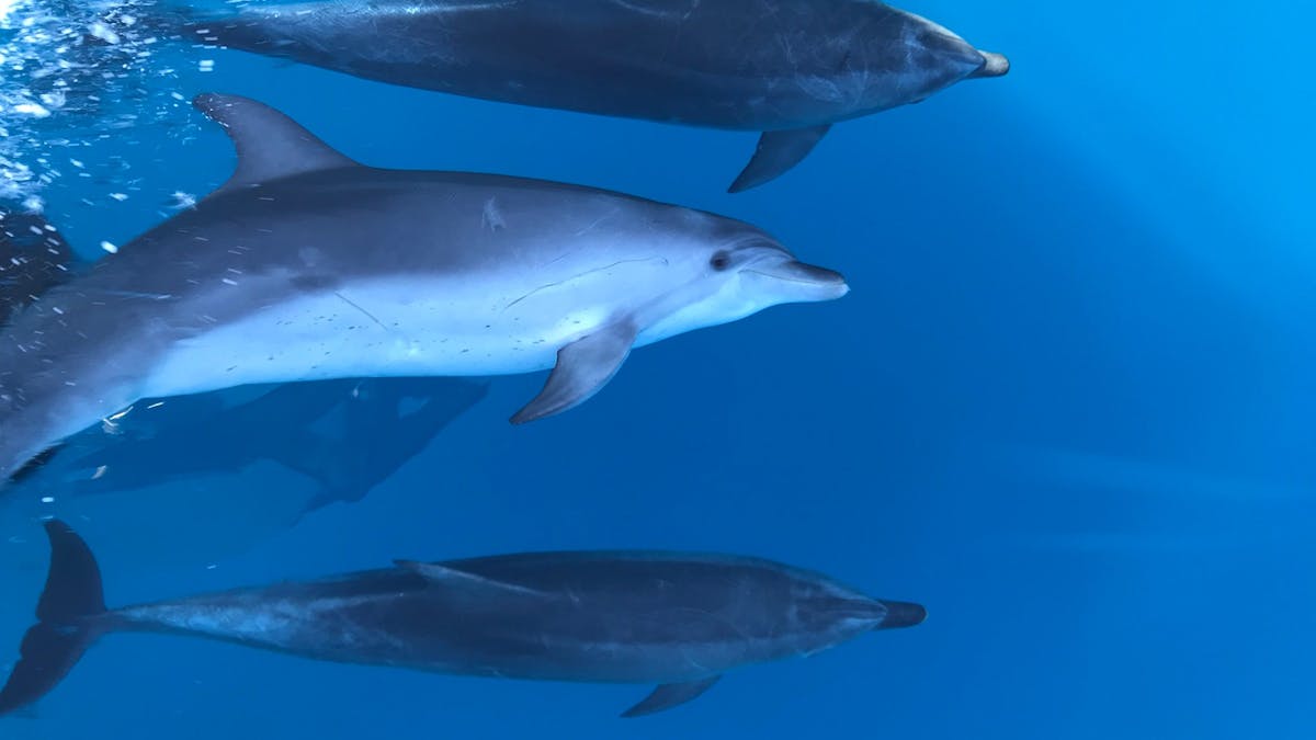 Dolphins love to check us out as much as we do them.