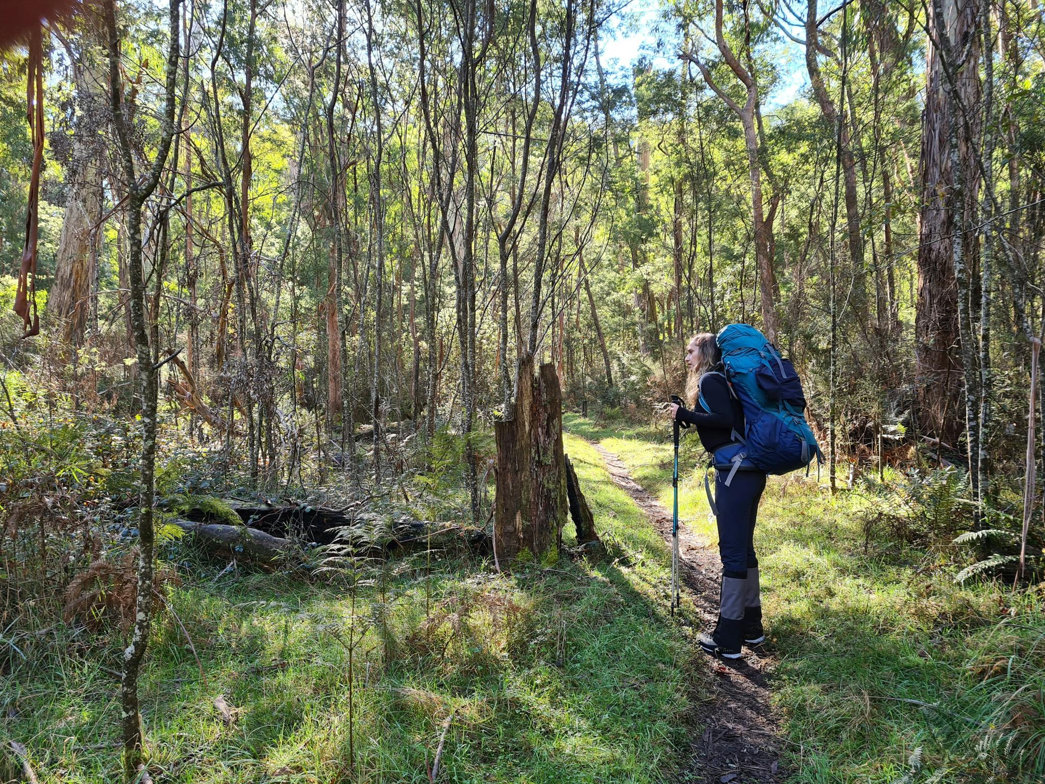 A hiker on a track deep in the bush of the Victorian High Country.
