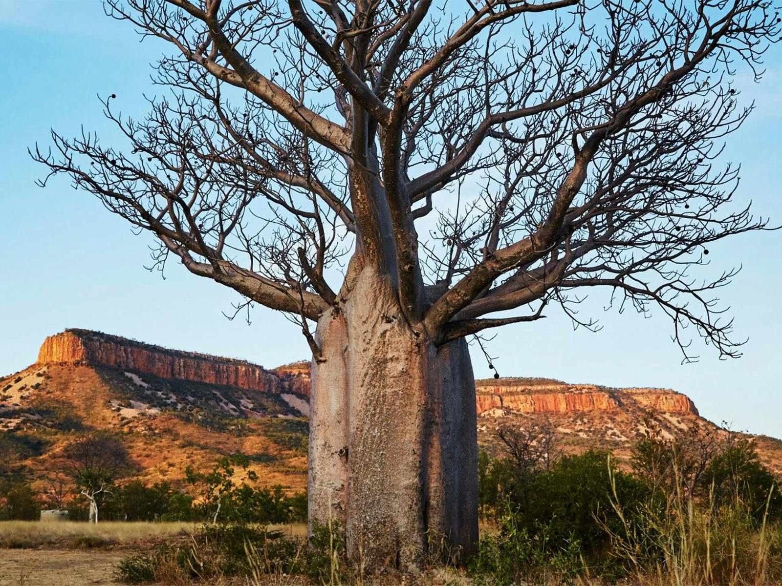 Boab Tree