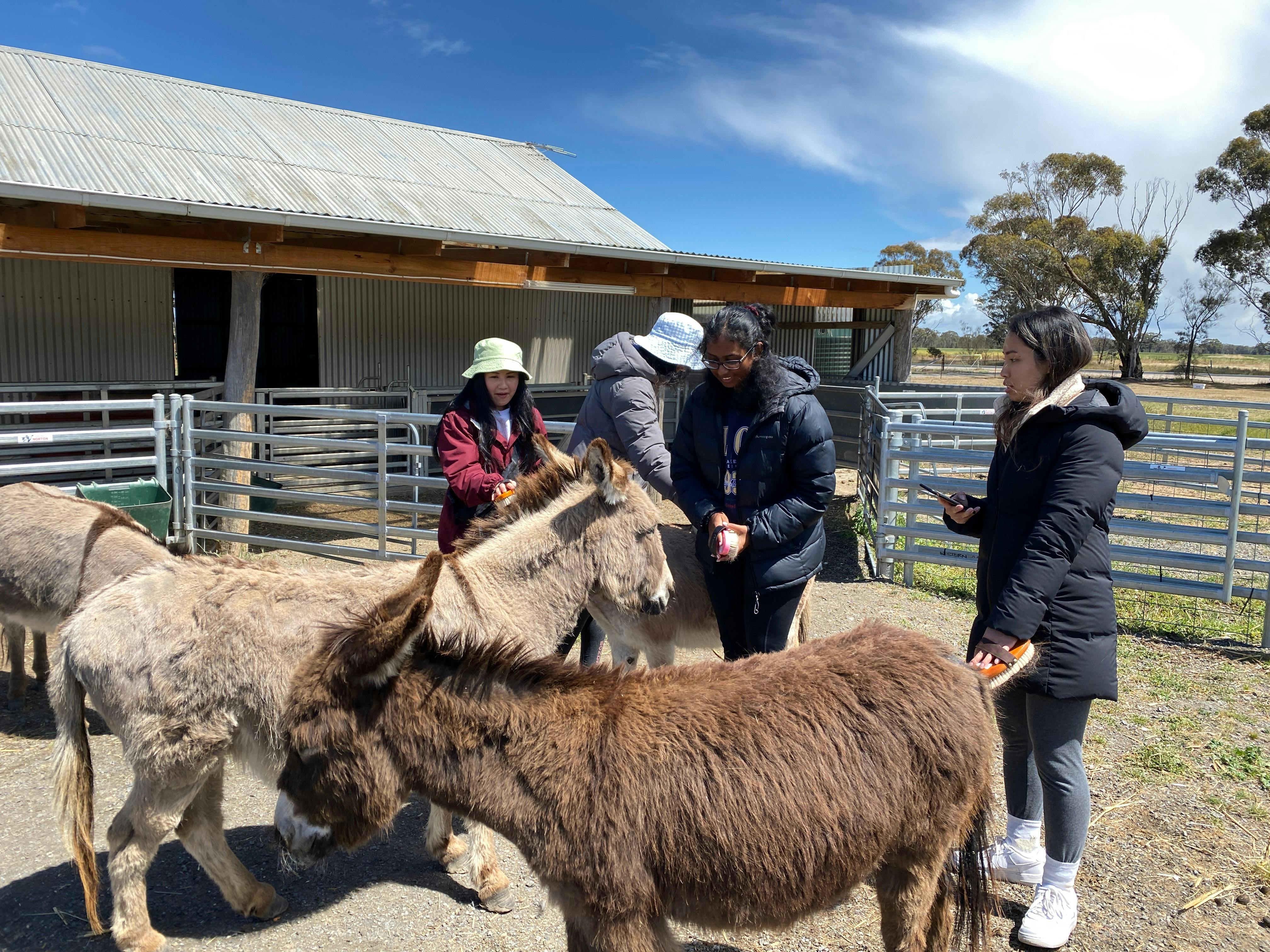 Rosehaven Farms