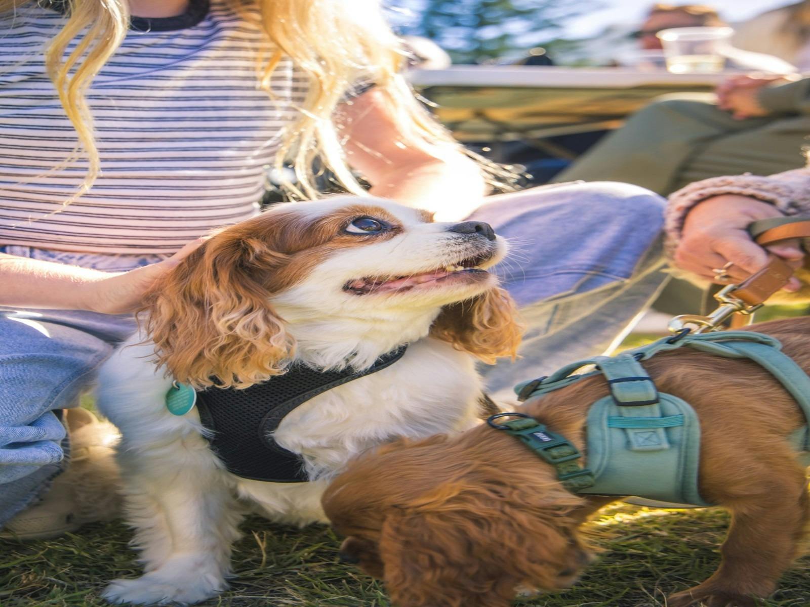 Visitors relaxing with their dogs at a family-friendly outdoor food festival.