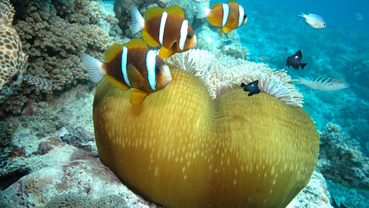 Great Barrier Reef Marine Life - Clarks Anemone fish