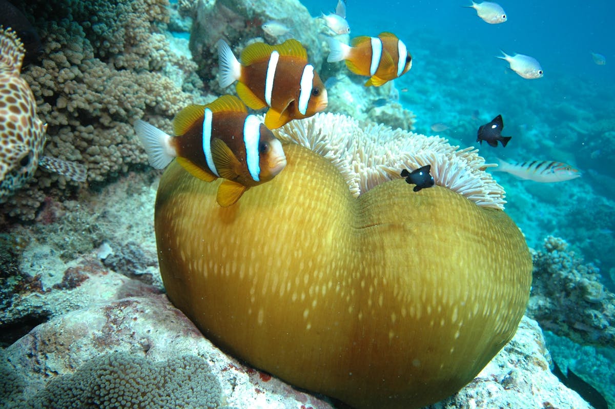 Great Barrier Reef Marine Life - Clarks Anemone fish