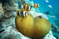 Great Barrier Reef Marine Life - Clarks Anemone fish