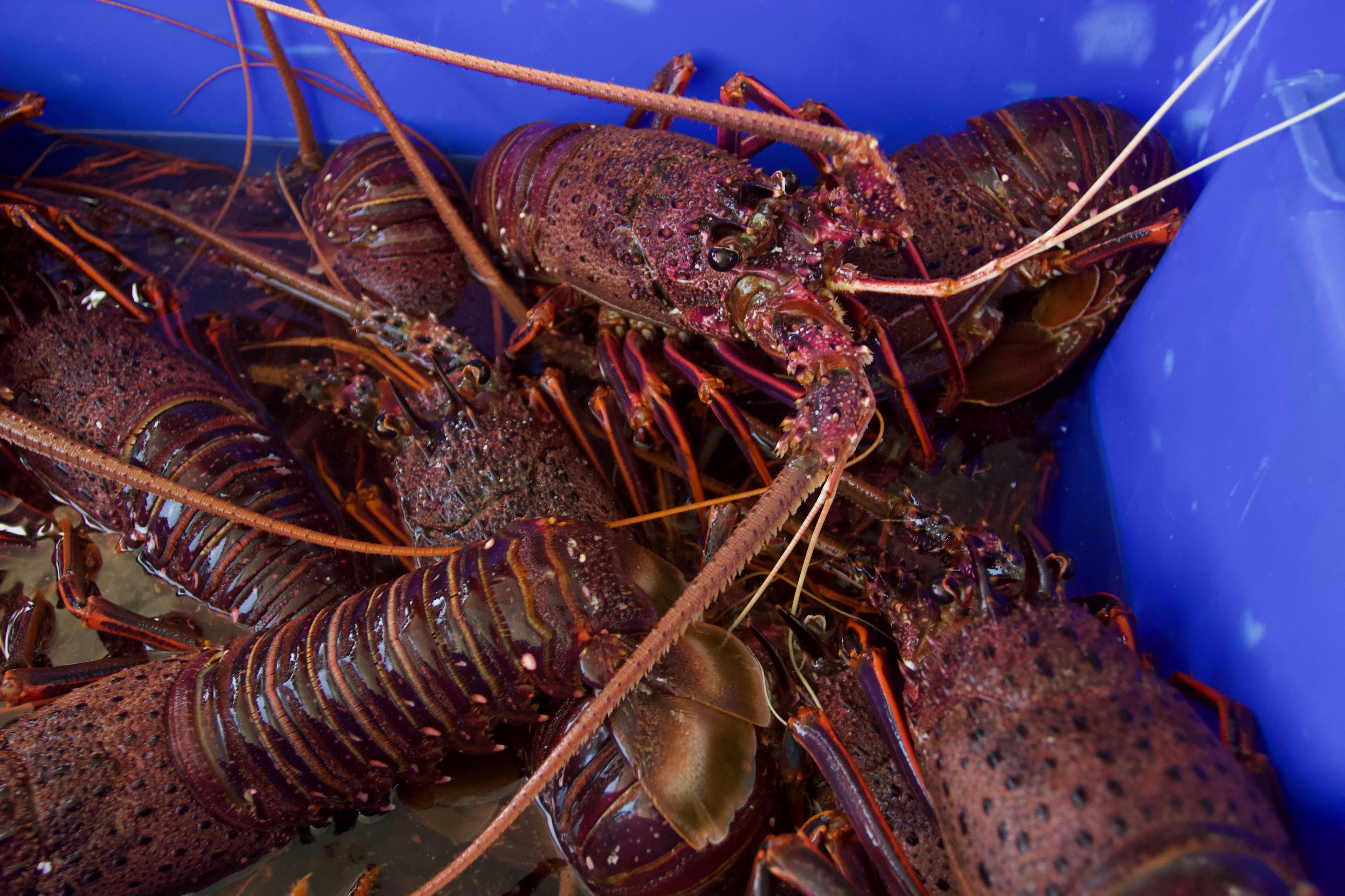 Reefwalker Charters, Kalbarri, Western Australia