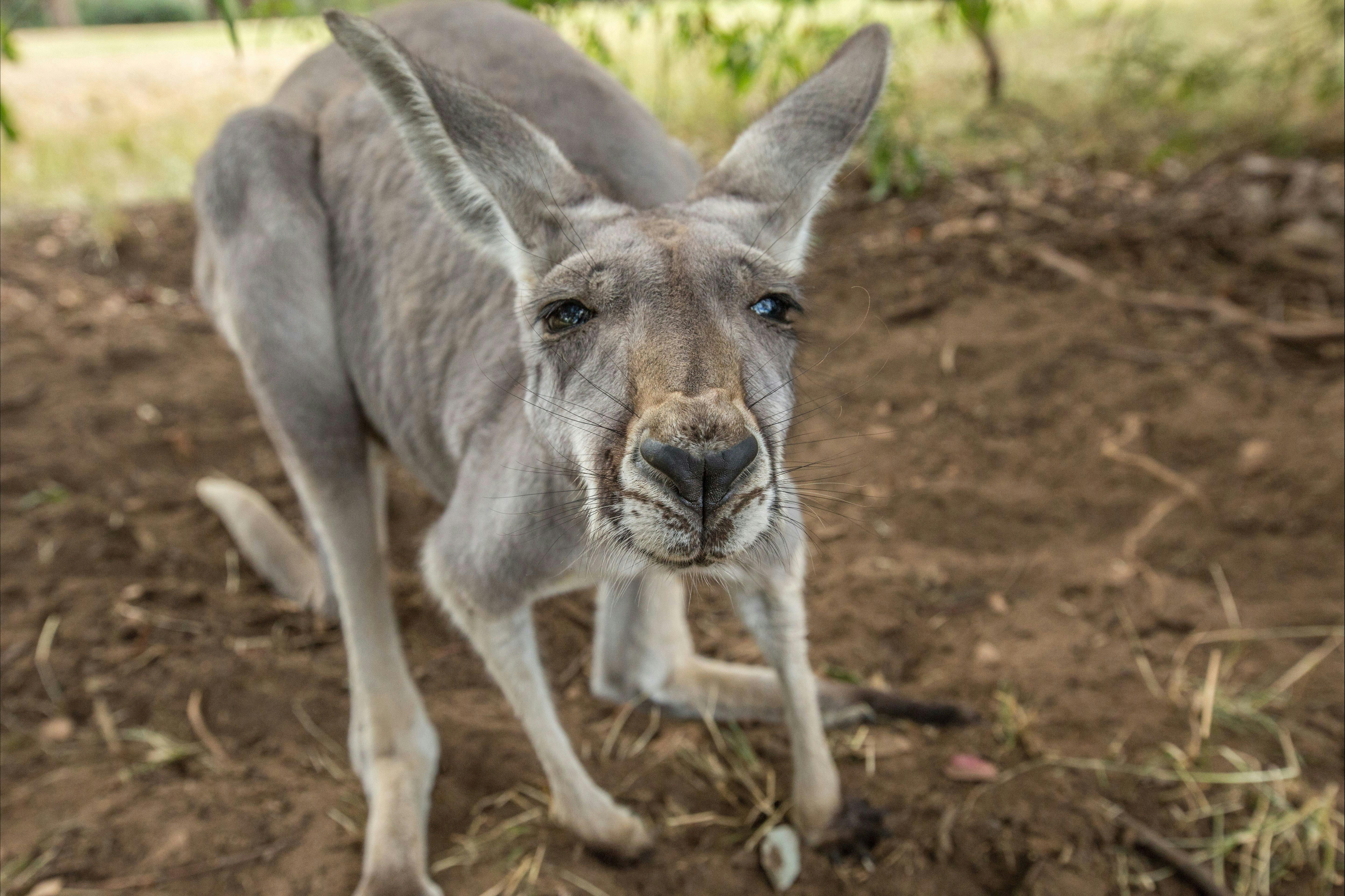Kangaroo up close in Cleland Wildlife Park