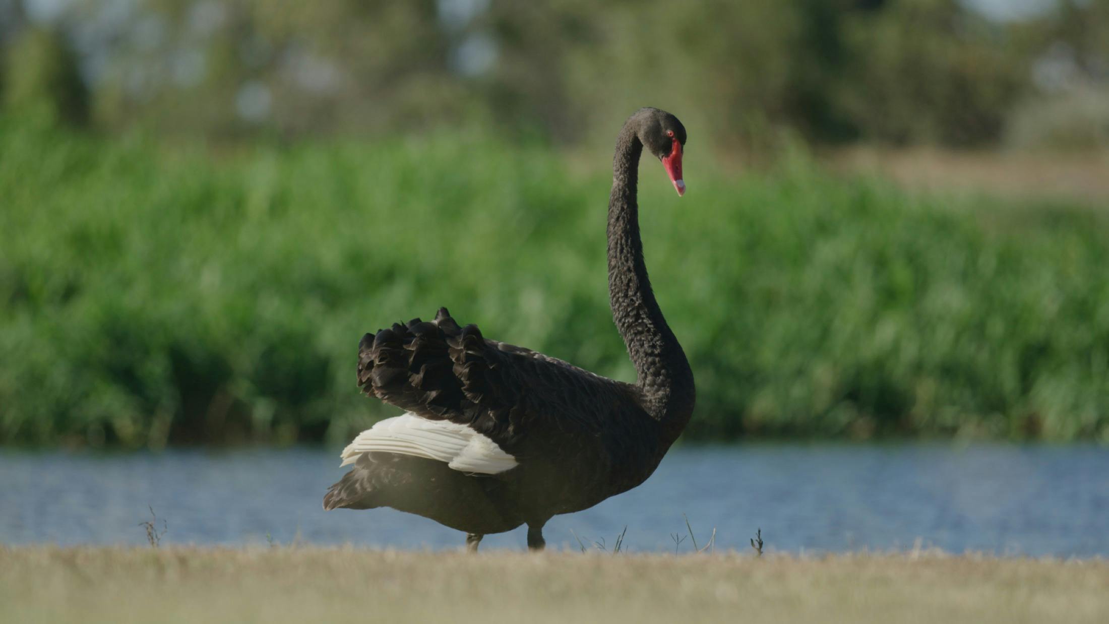 A birdlife paradise?