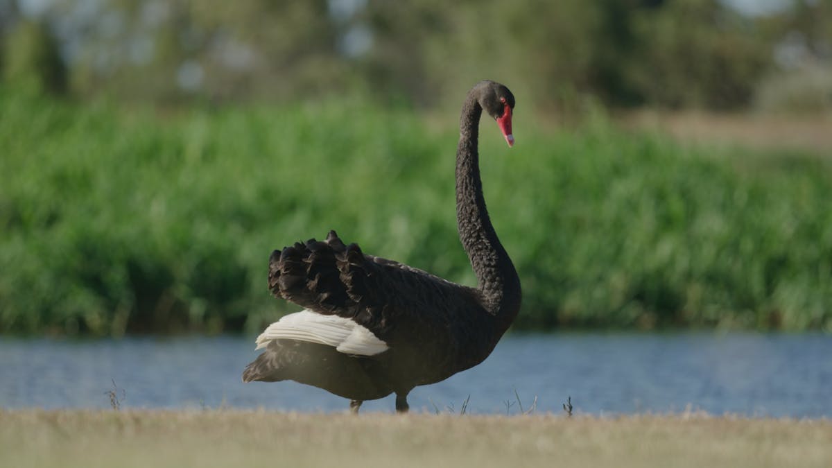 Waterloo Plains is a beautiful environment to enjoy bird watching.