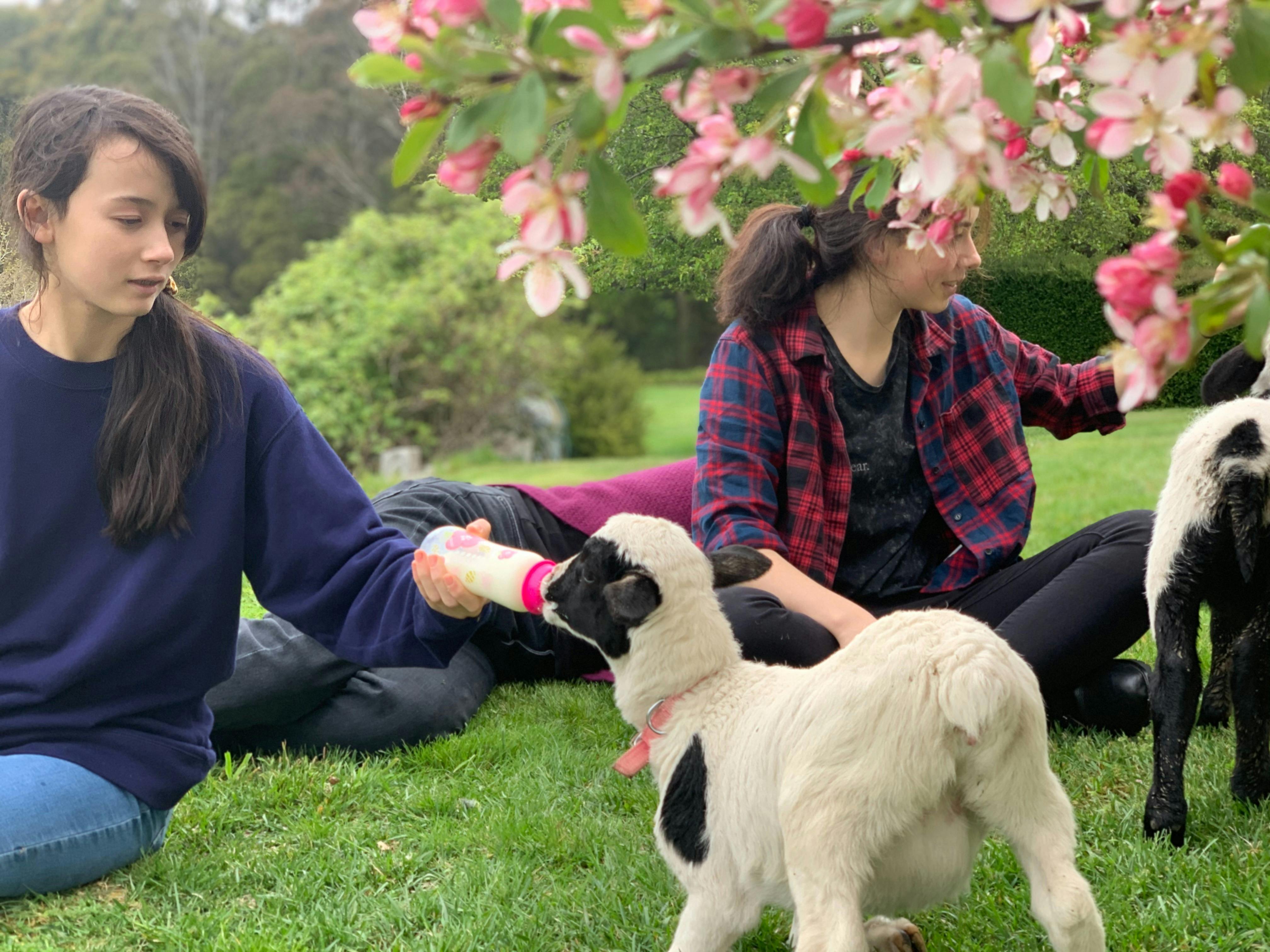Family group feed young lambs with bottles at Kenzell Farm during a hands-on animal experience