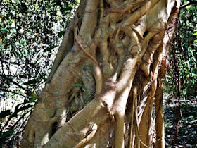 Bundagaree Rainforest Walk